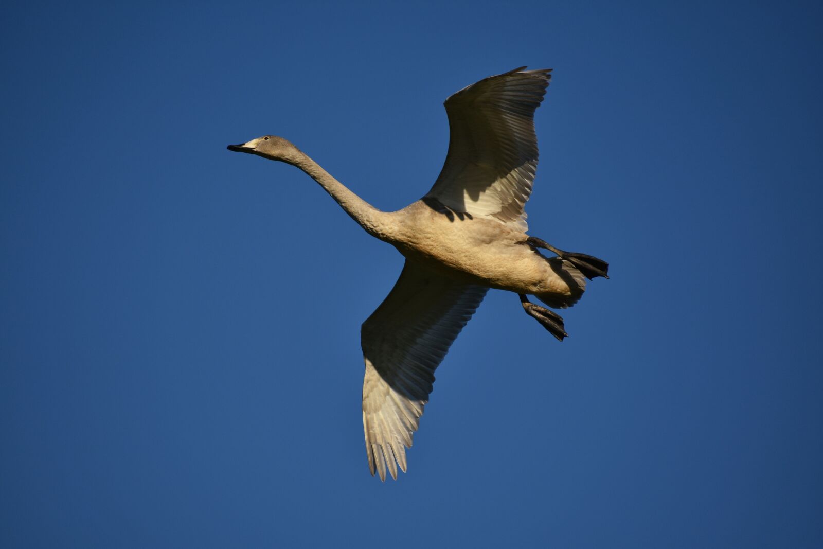Nikon D7200 sample photo. Animal, sky, morning photography