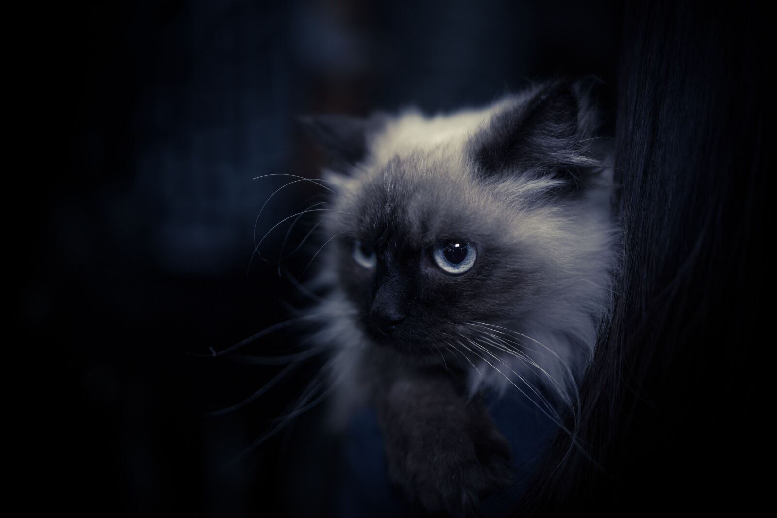 Canon EOS 6D sample photo. Pets, animal, cat photography