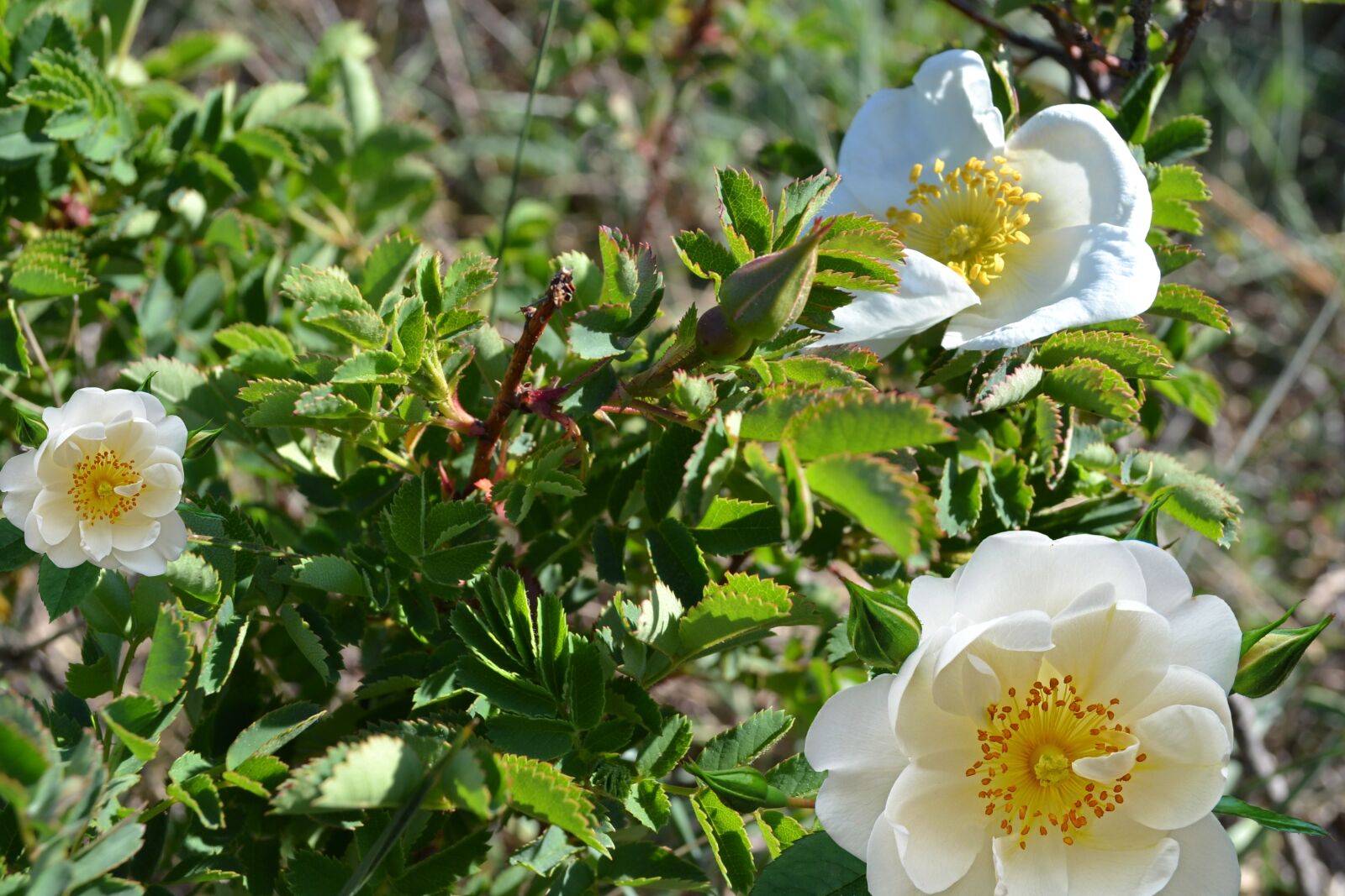 Nikon D3100 sample photo. шиповник цветы, зелень лепестки, бутоны photography