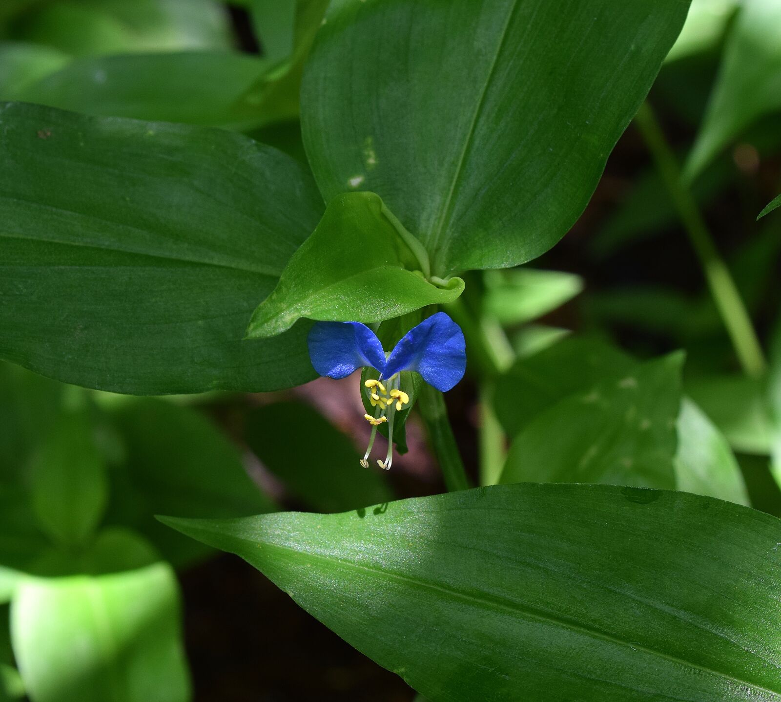 Nikon D3300 sample photo. Asiatic dayflower, commelina communis photography