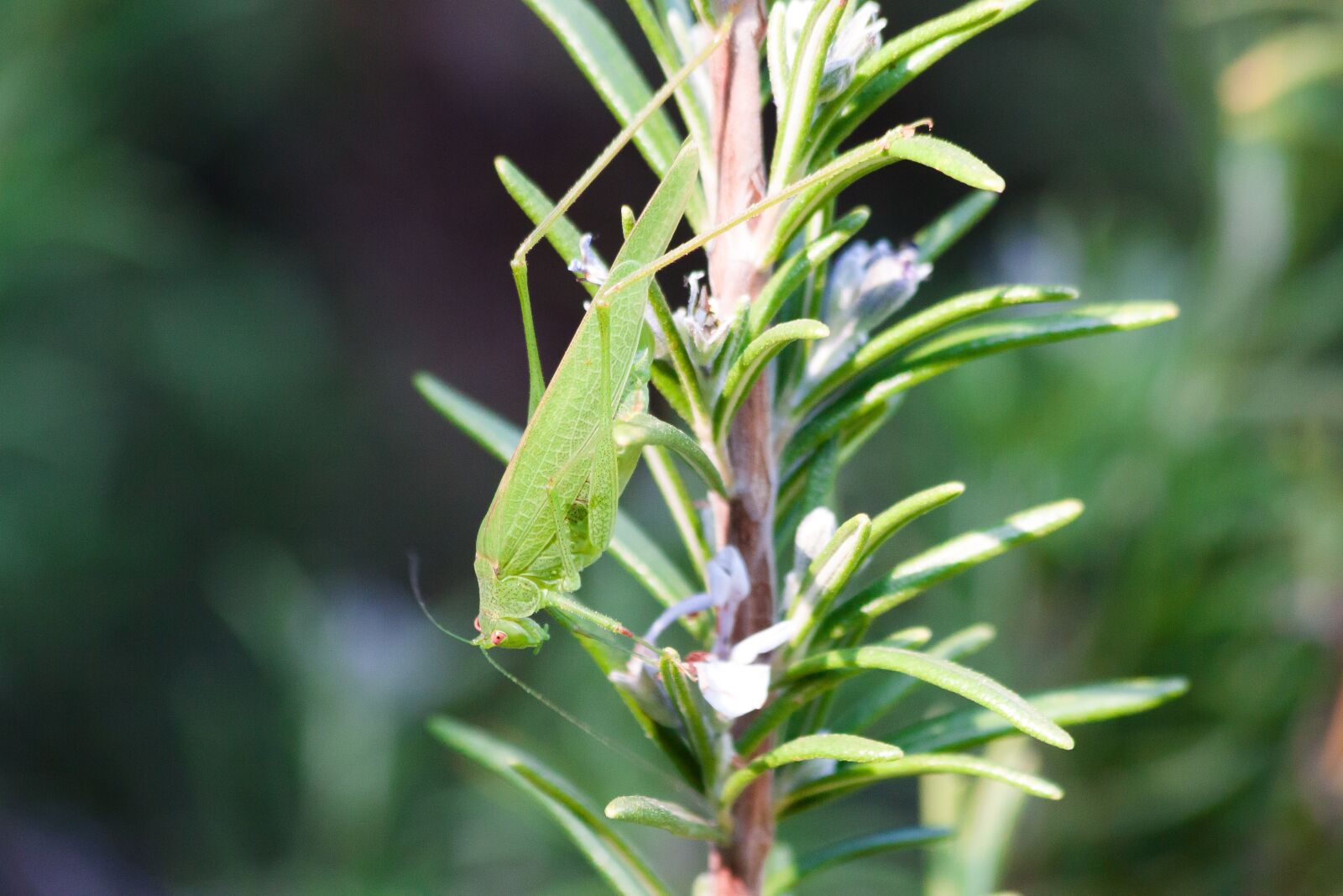 Canon EOS 50D sample photo. Grasshopper, insect, green photography