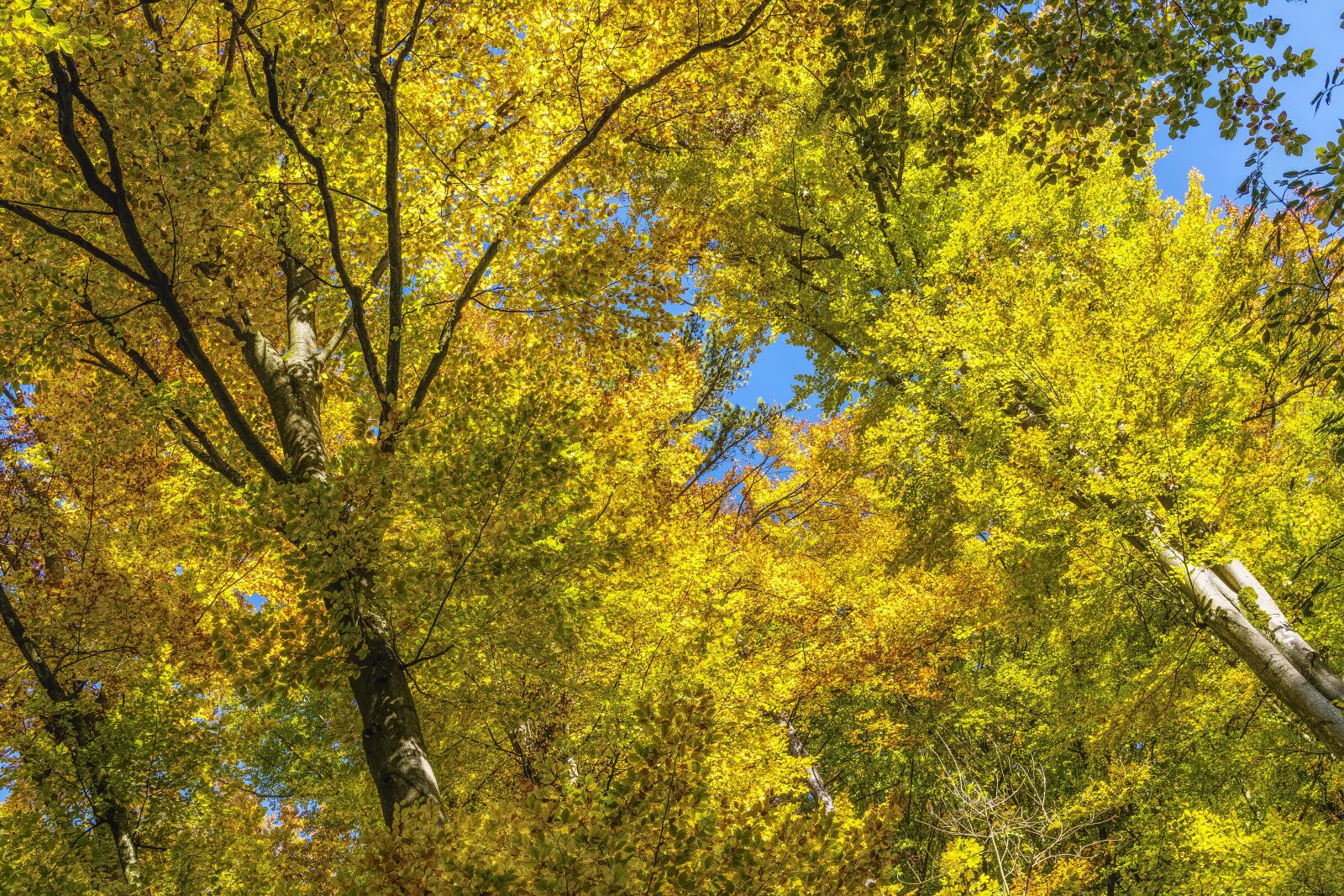 Sony a6300 + Sigma 30mm F2.8 EX DN sample photo. Canopy, nature, autumn photography