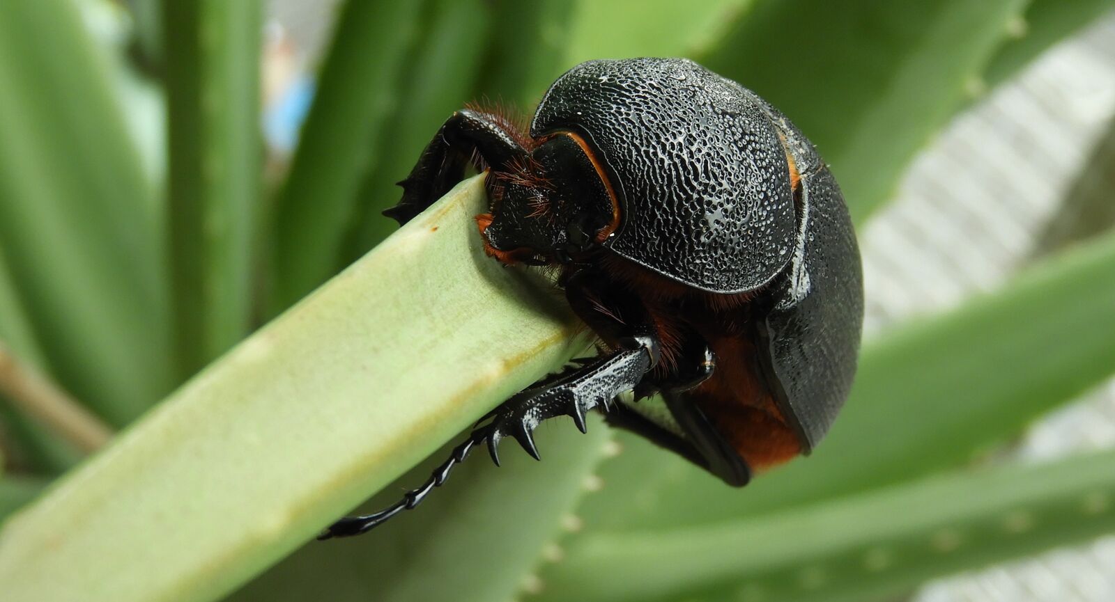 Nikon Coolpix B700 sample photo. Insect, garden, beetle photography