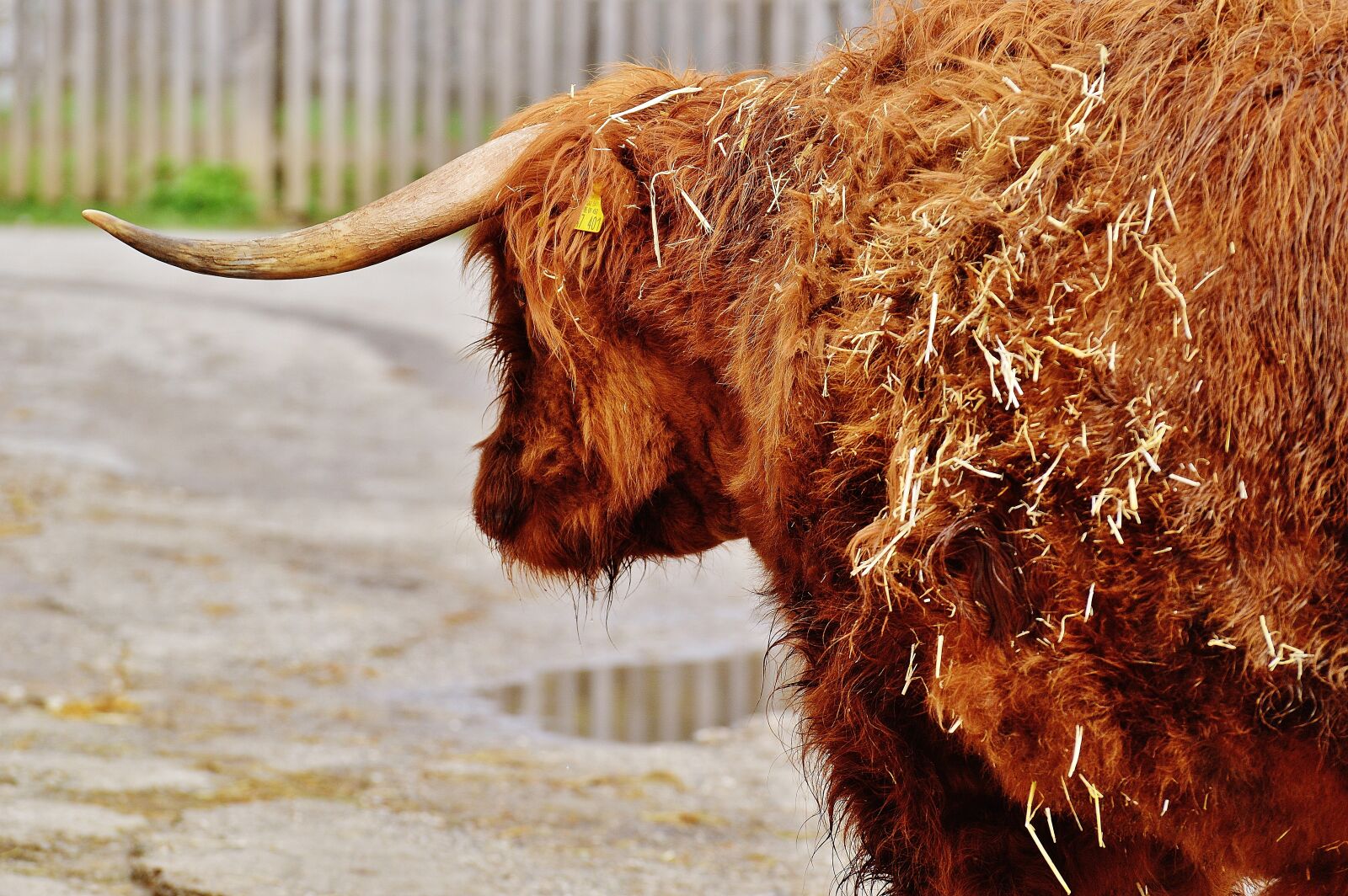 Nikon D3200 sample photo. Bull, beef, horns photography