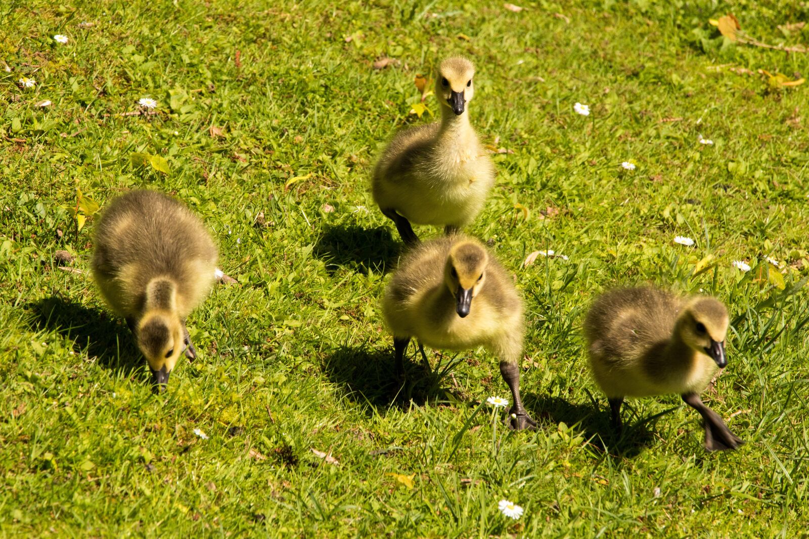 Canon EOS 80D sample photo. Goslings, chicks, canada geese photography