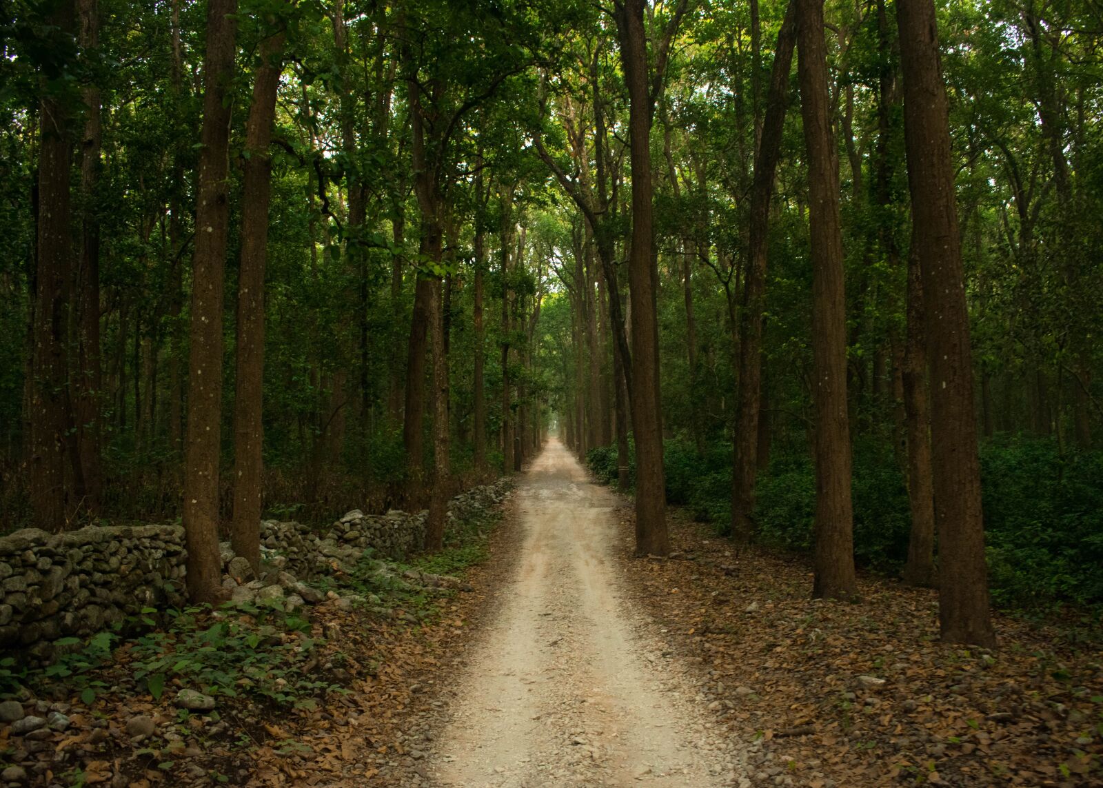 Nikon D3300 sample photo. Road, forest, safari photography