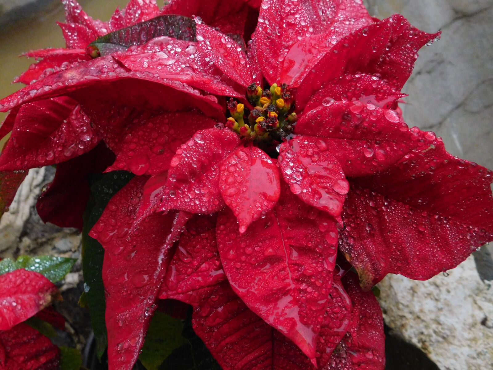 Nikon Coolpix L840 sample photo. Poinsettia, flower, winter photography