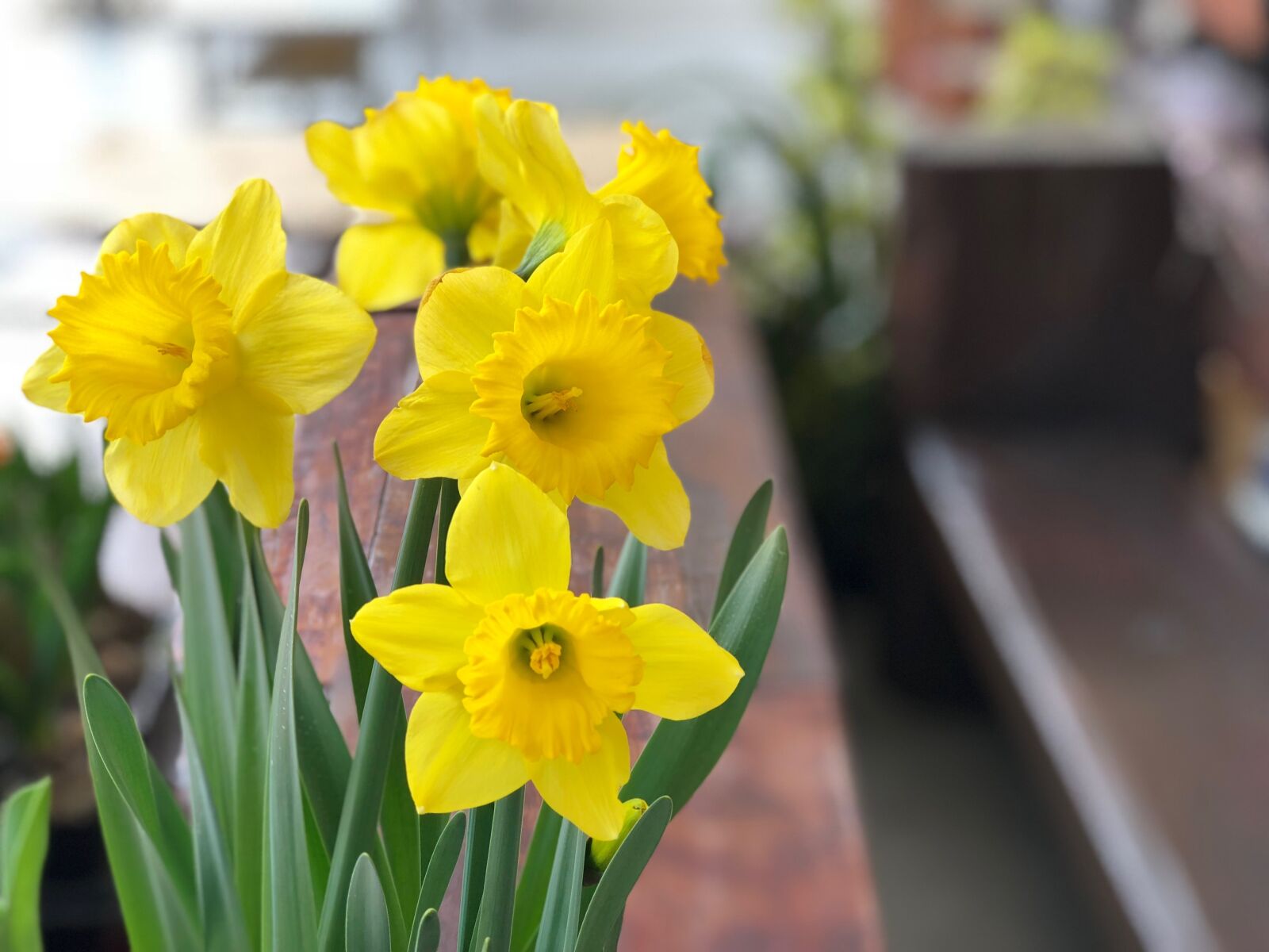 iPhone 8 Plus back dual camera 6.6mm f/2.8 sample photo. Flower, narcissus, easter photography