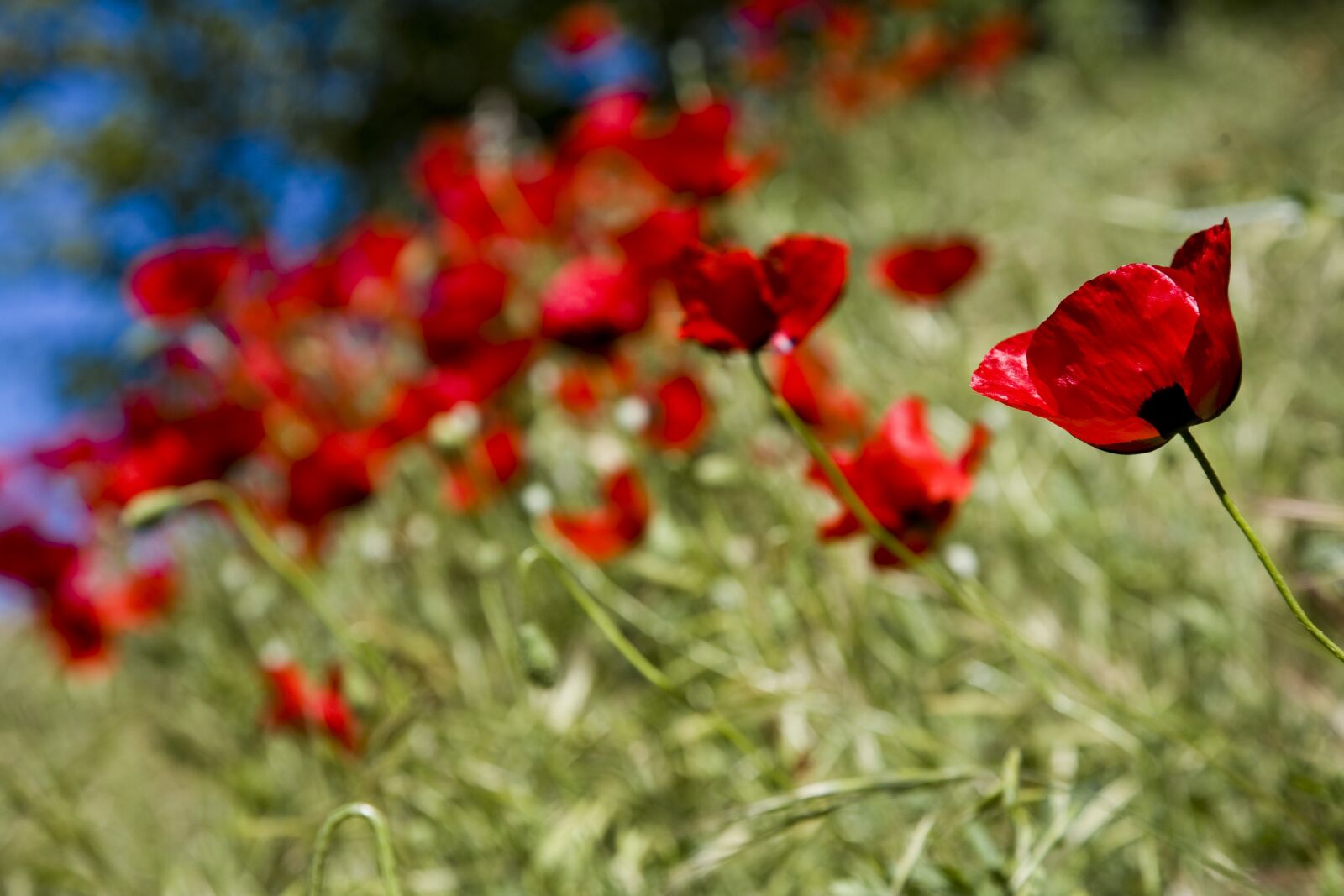 Canon EOS 5D sample photo. Papaver rhoeas, flower, poppy photography