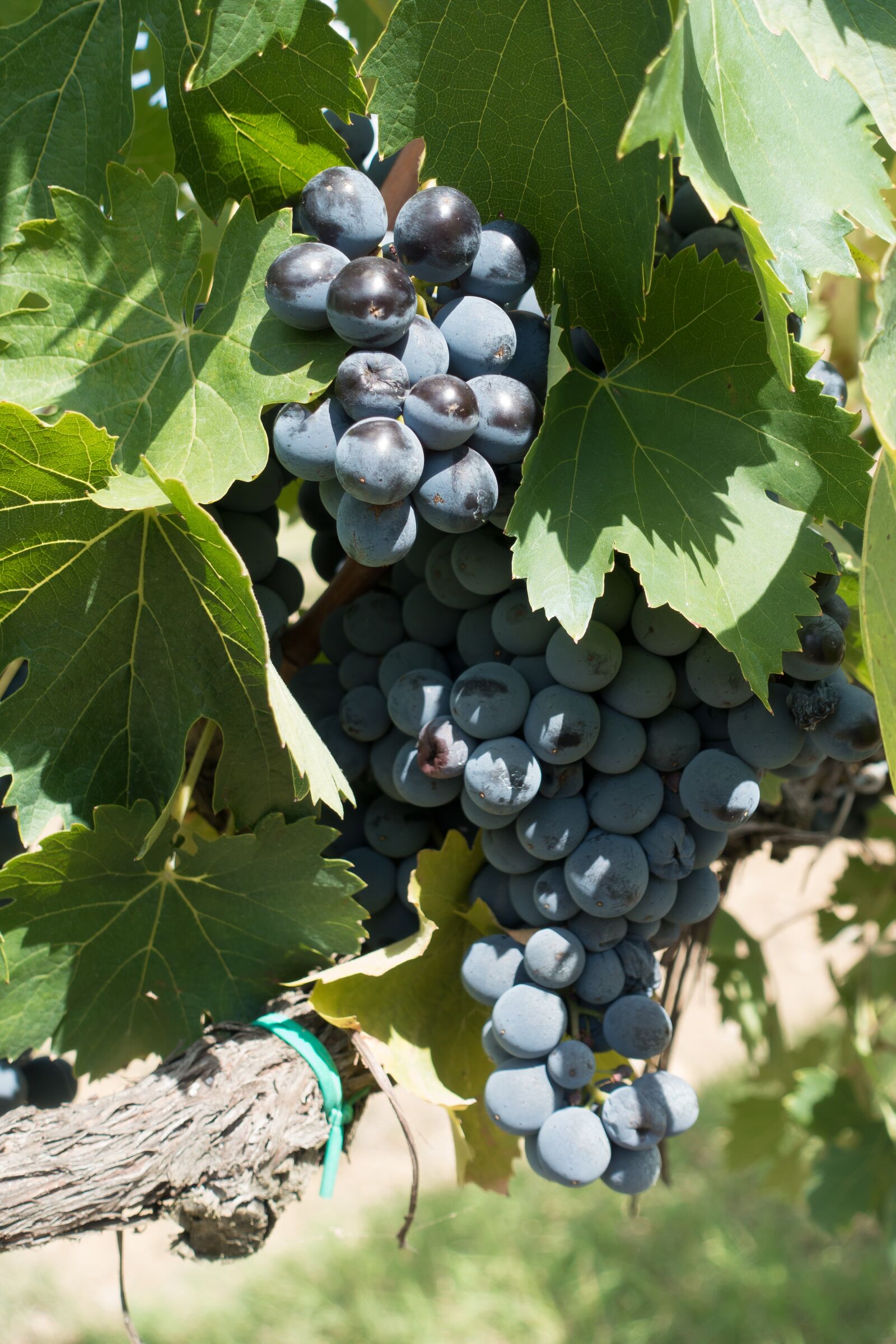 Sony Cyber-shot DSC-RX100 III sample photo. Winegrowing, grape, vine photography