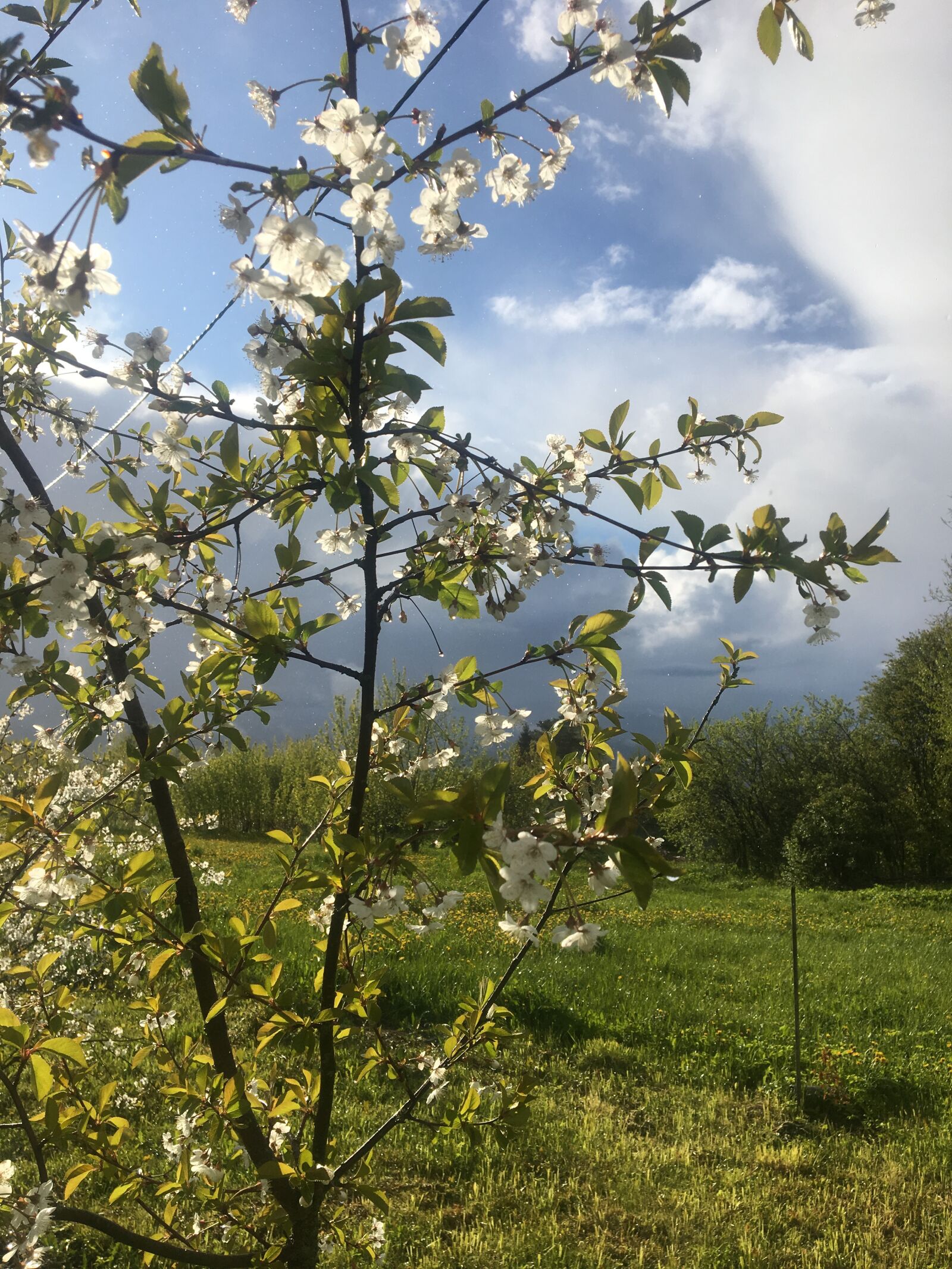 Apple iPhone 6s sample photo. весна, вишня, цветет photography