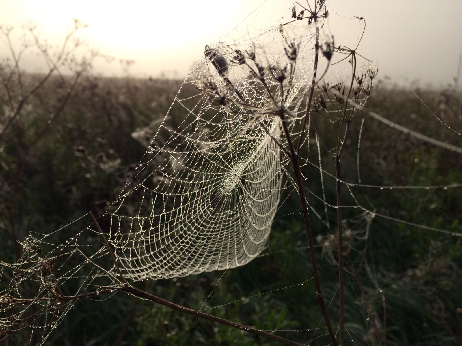 Apple iPhone 5s sample photo. Sunrise, autumn, drop photography