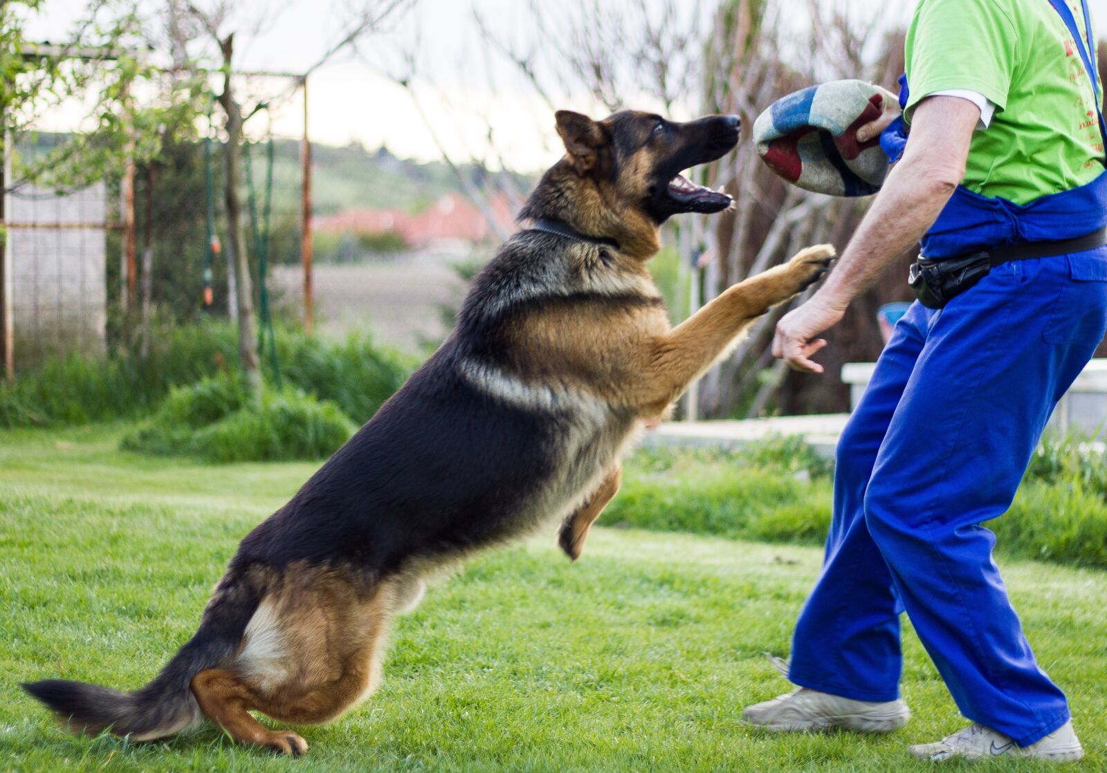 Canon EOS 550D (EOS Rebel T2i / EOS Kiss X4) sample photo. German shepherd, dog, dogs photography