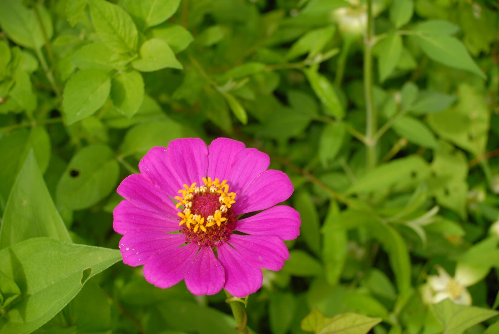 Nikon D200 sample photo. Flora, wild, flowers photography