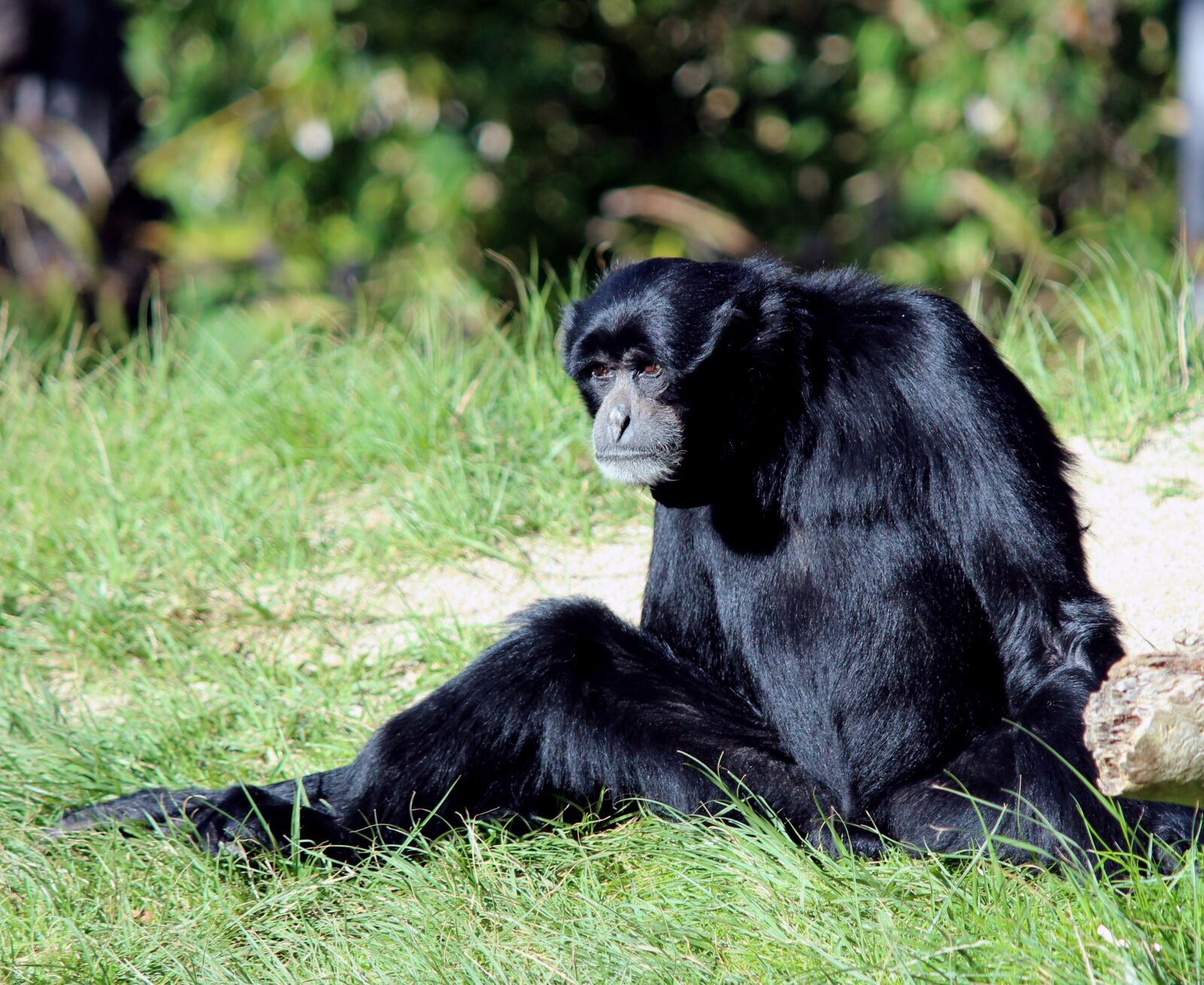 Canon EOS 100D (EOS Rebel SL1 / EOS Kiss X7) + Canon EF-S 55-250mm F4-5.6 IS II sample photo. Ape, animal, wild photography