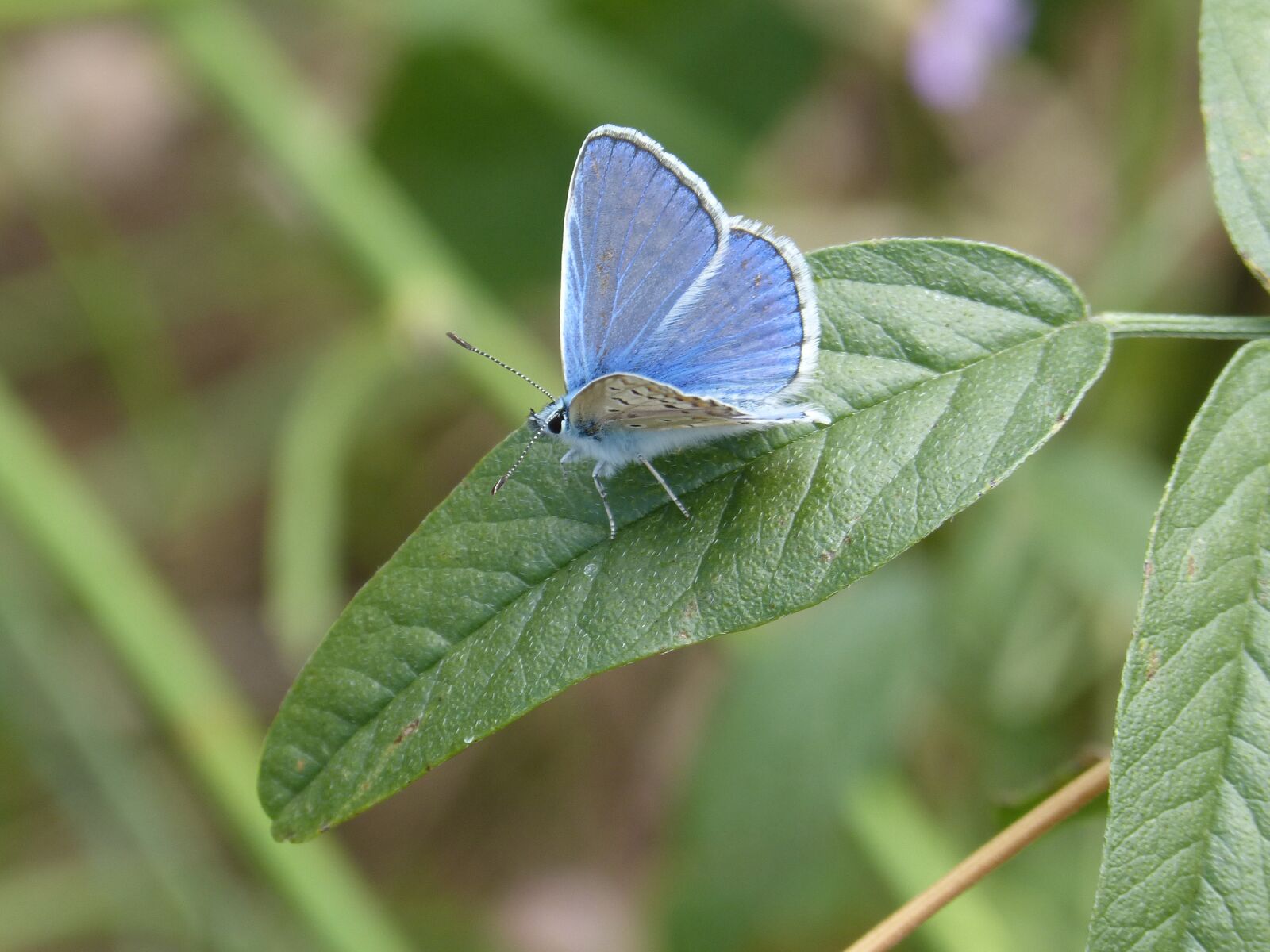 Panasonic DMC-FZ62 sample photo. Butterfly, blue butterfly, blaveta photography