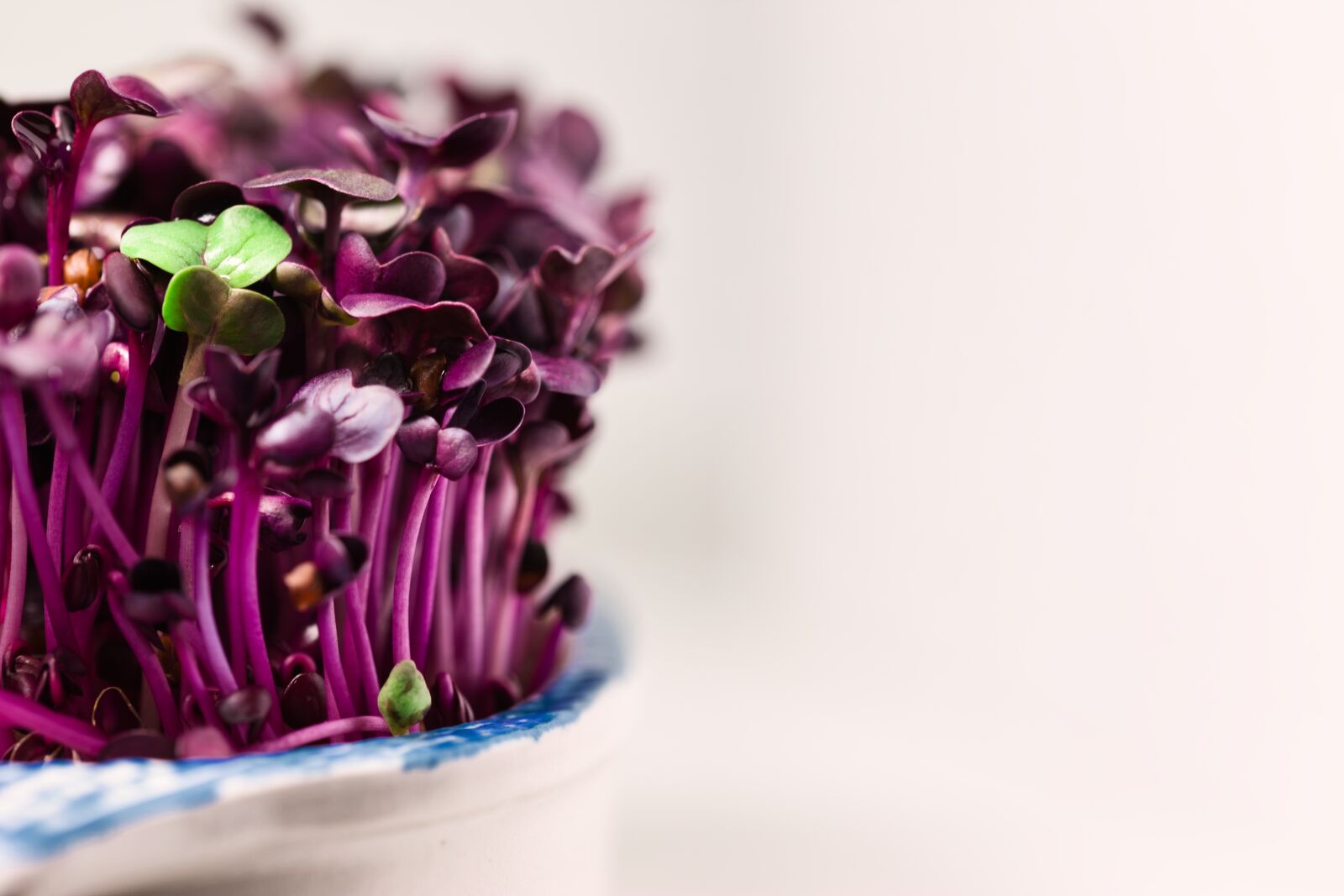 Canon EOS 6D sample photo. Saatling, seedlings, rettichsprssen photography