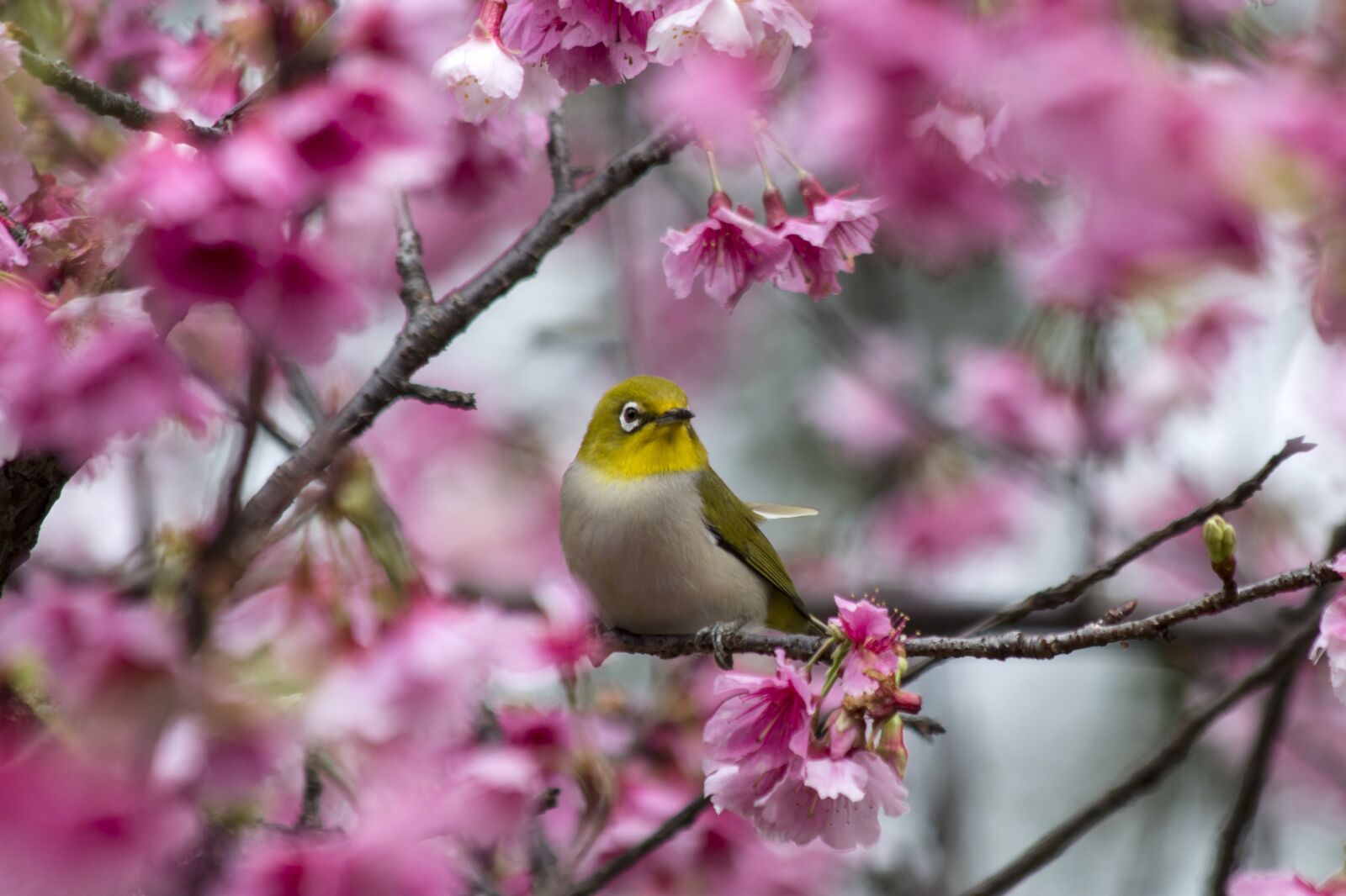 Canon EF 70-300mm F4-5.6 IS USM sample photo. Flower, cherry thicket, green photography