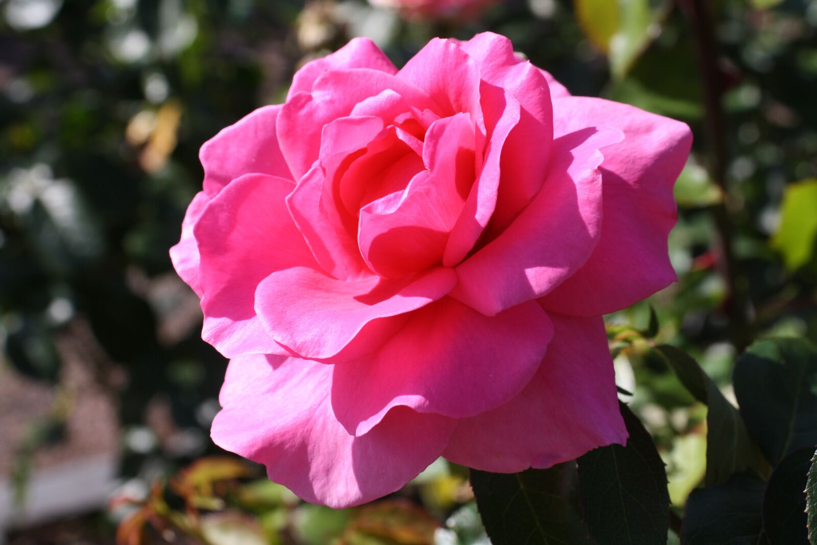 Canon EOS 1000D (EOS Digital Rebel XS / EOS Kiss F) sample photo. Scarlet, garden, rose photography