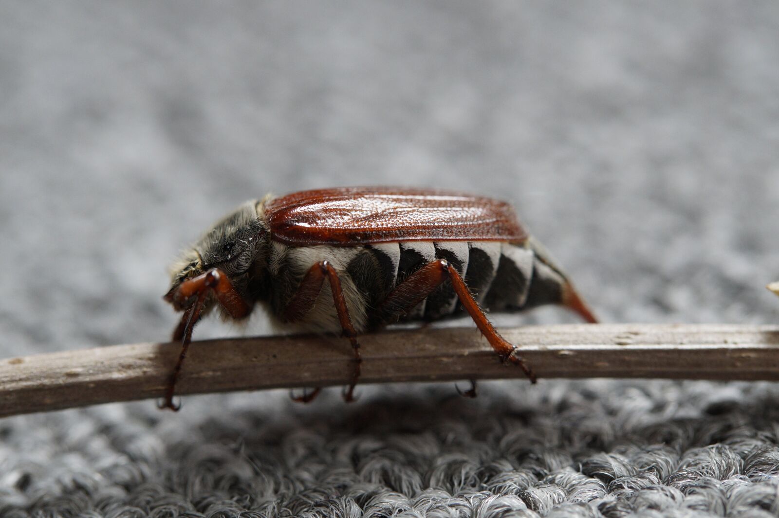 Sony SLT-A58 sample photo. Maikäfer, may, beetle photography