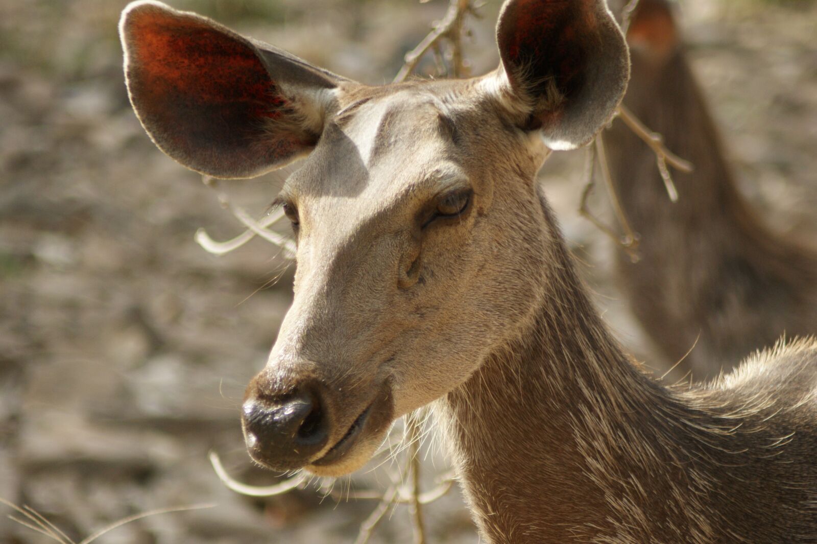 Sony Alpha DSLR-A290 sample photo. Wildlife, india, ranthambore national photography