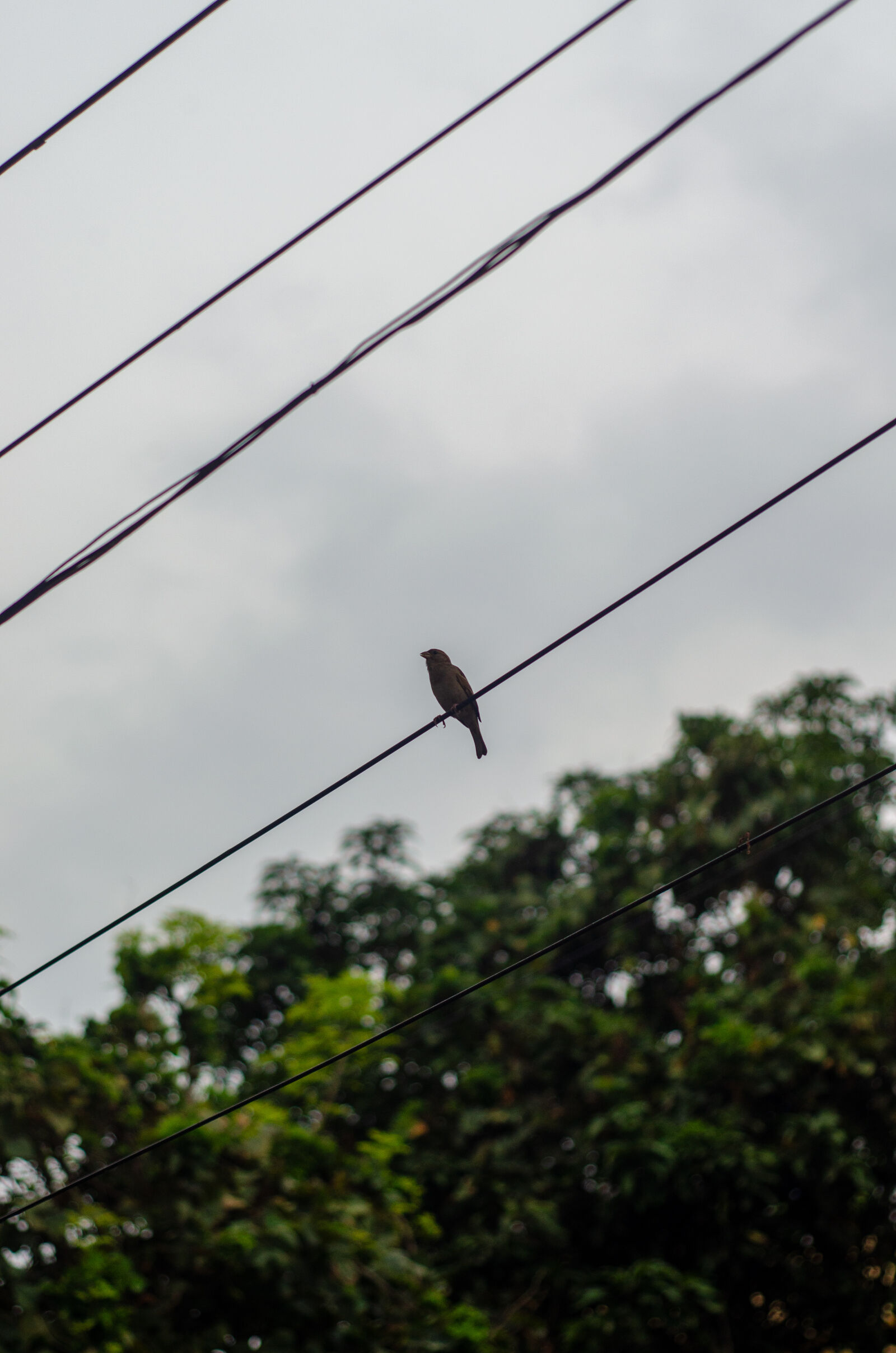 Nikon D5100 sample photo