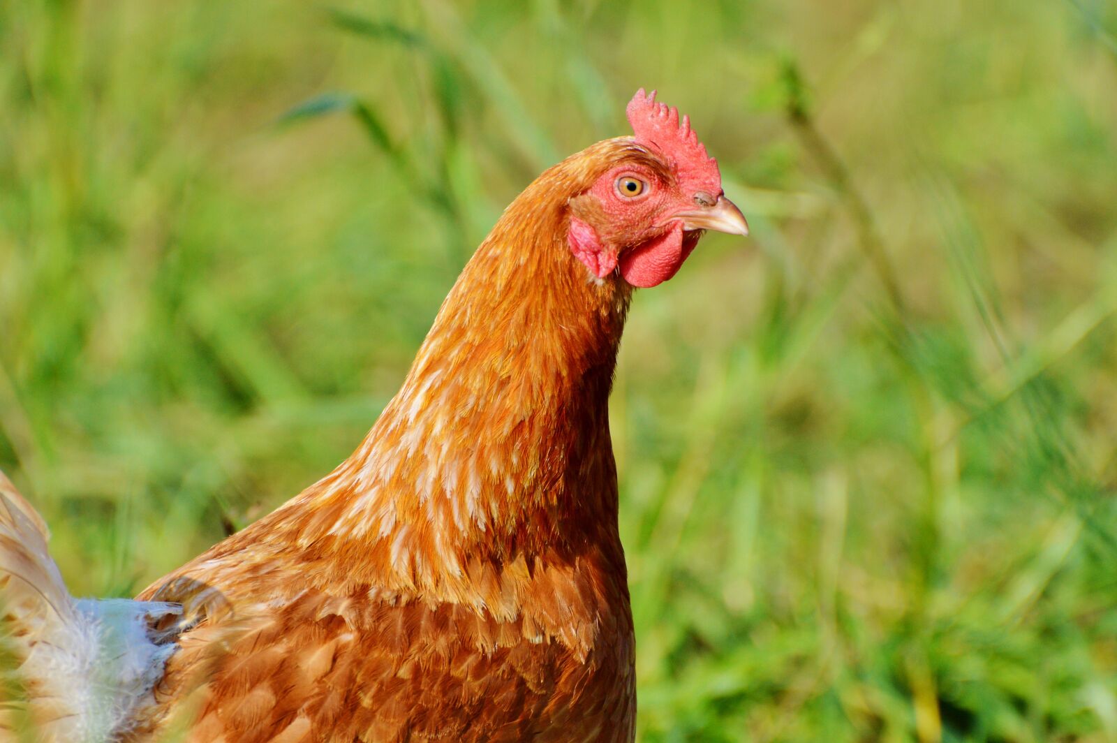 Nikon D3200 sample photo. Chicken, hen, poultry photography
