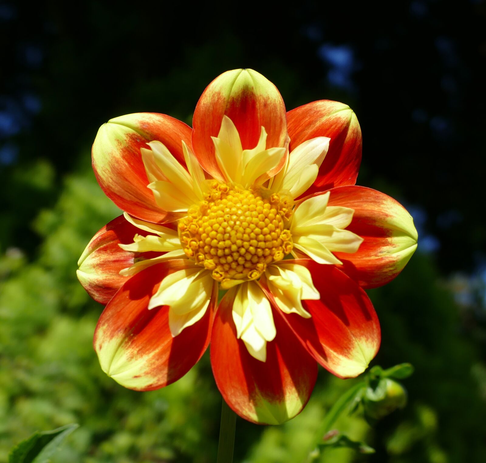 Panasonic Lumix DMC-FZ1000 sample photo. Dahlias, geothermal, bi color photography