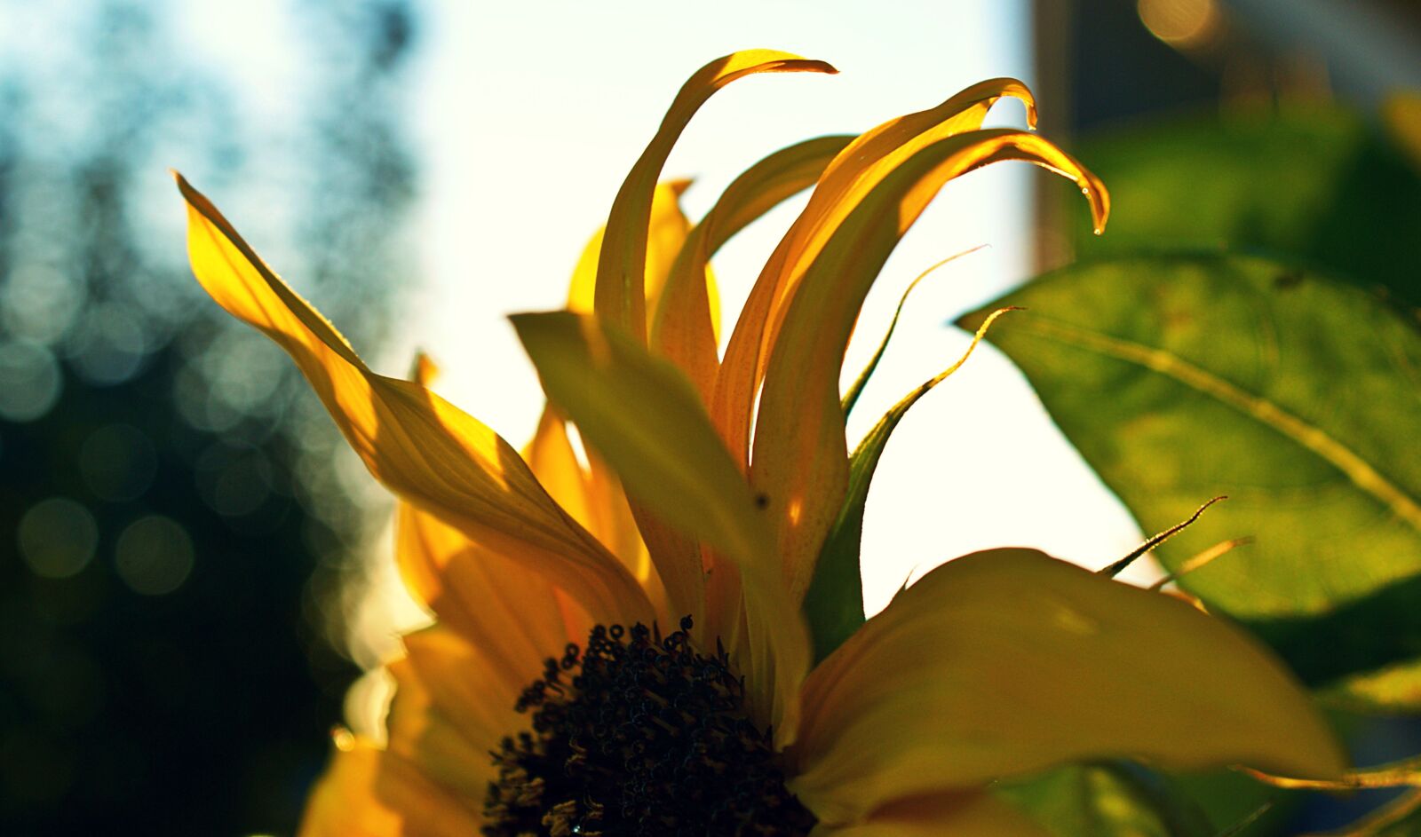 Sony Alpha DSLR-A350 sample photo. Sunflower, detail, sunlight photography