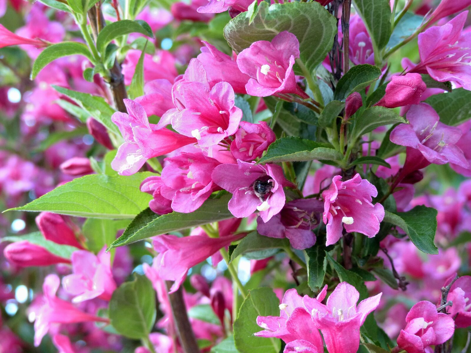 Panasonic Lumix DMC-FZ200 sample photo. Bloom, flowers, bush photography