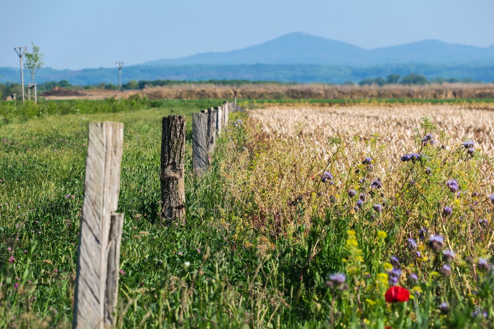 Canon PowerShot G3 X sample photo. Fence post, flowers, field photography