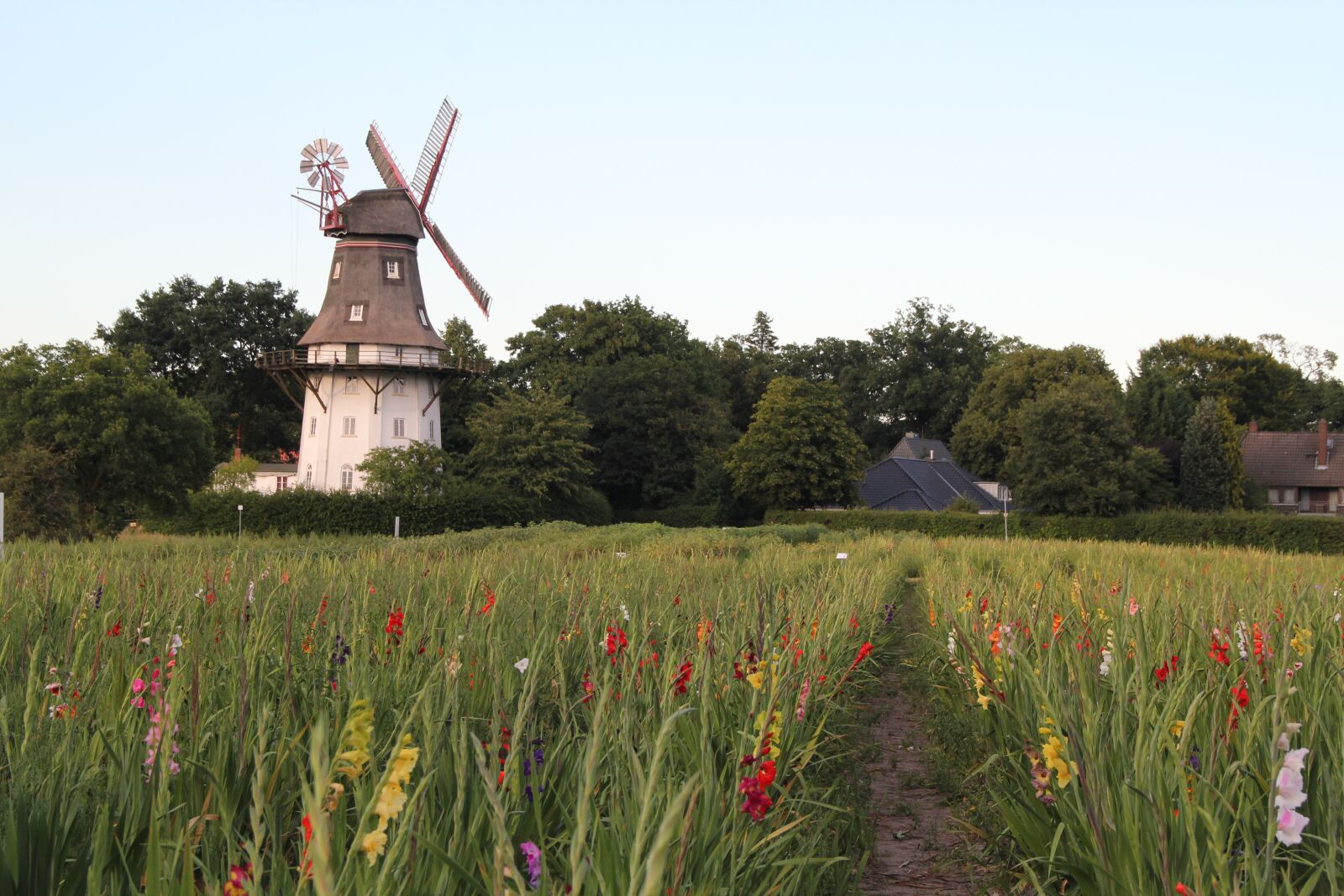 Canon EOS 550D (EOS Rebel T2i / EOS Kiss X4) sample photo. Mill, field, windräder photography
