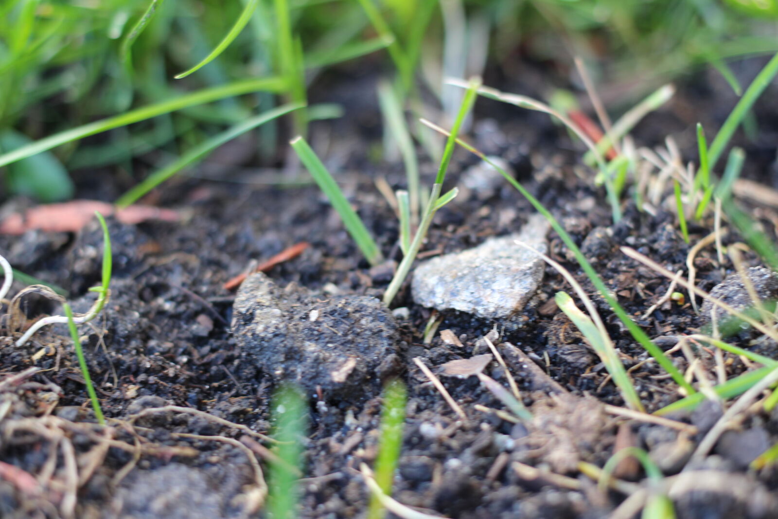 Canon EOS 100D (EOS Rebel SL1 / EOS Kiss X7) + Canon EF 40mm F2.8 STM sample photo. Dirt, soil photography