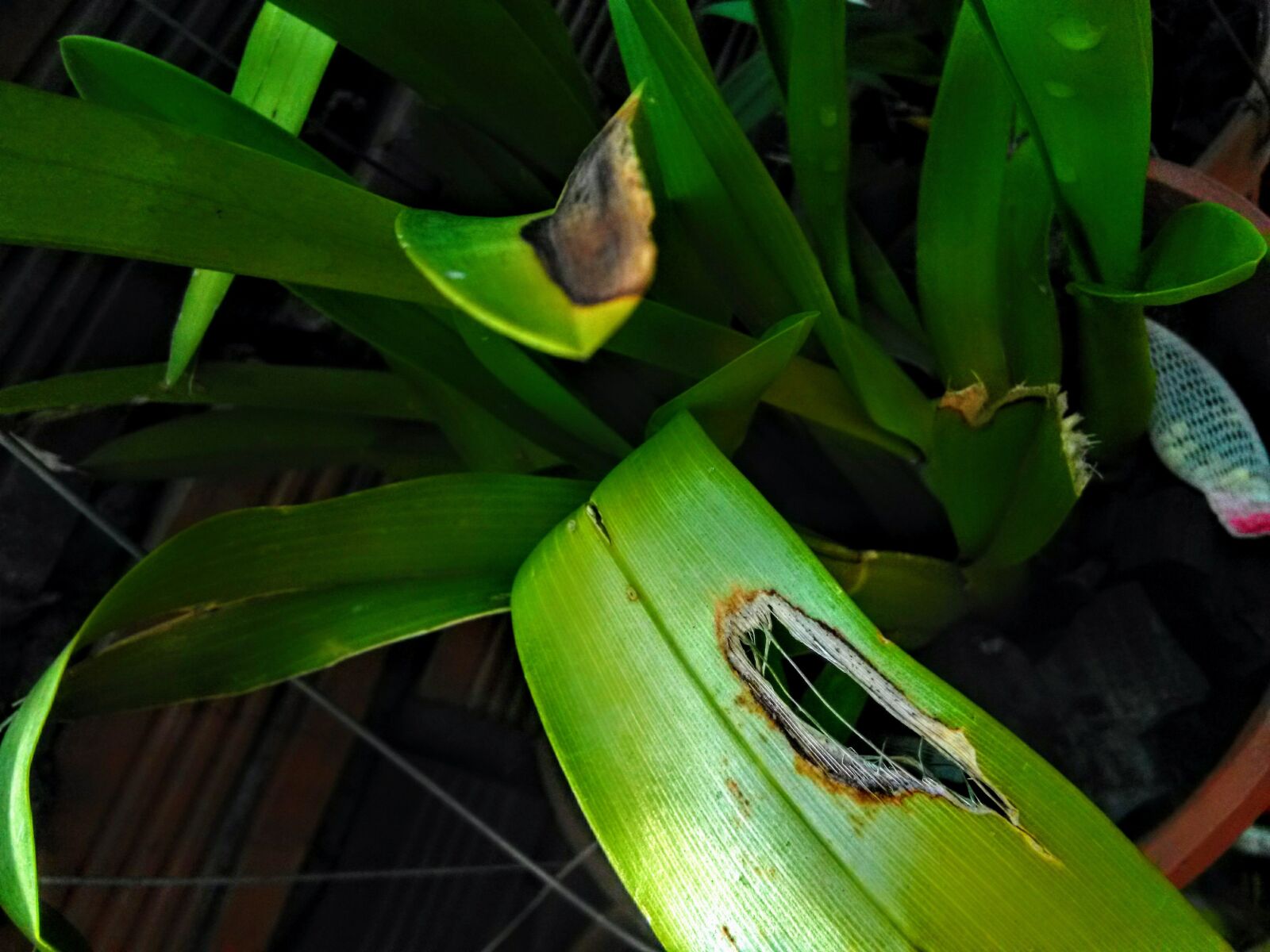 HMD Global Nokia 2 sample photo. Planters, clay posts, rigid photography