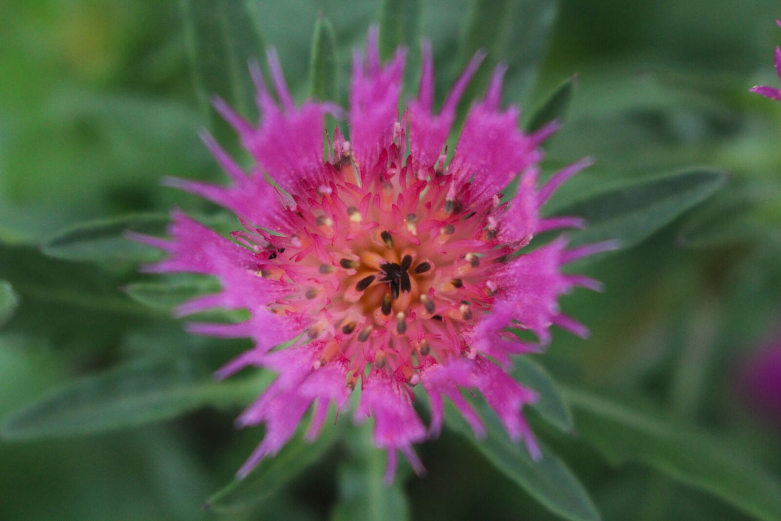 Canon EOS 100D (EOS Rebel SL1 / EOS Kiss X7) sample photo. Flower, purple, pink photography
