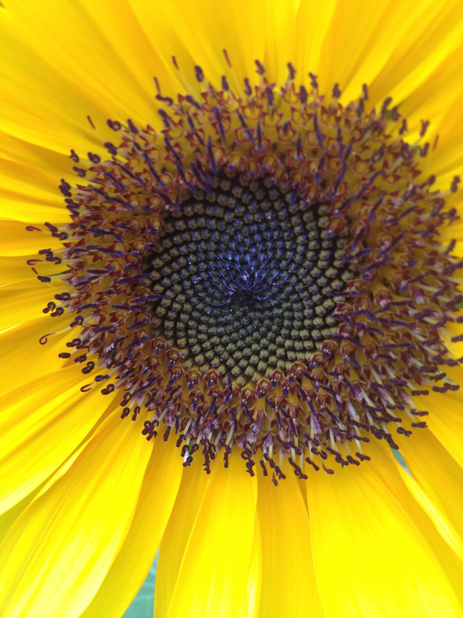 iPhone 4S back camera 4.28mm f/2.4 sample photo. Sunflower, flower, yellow photography