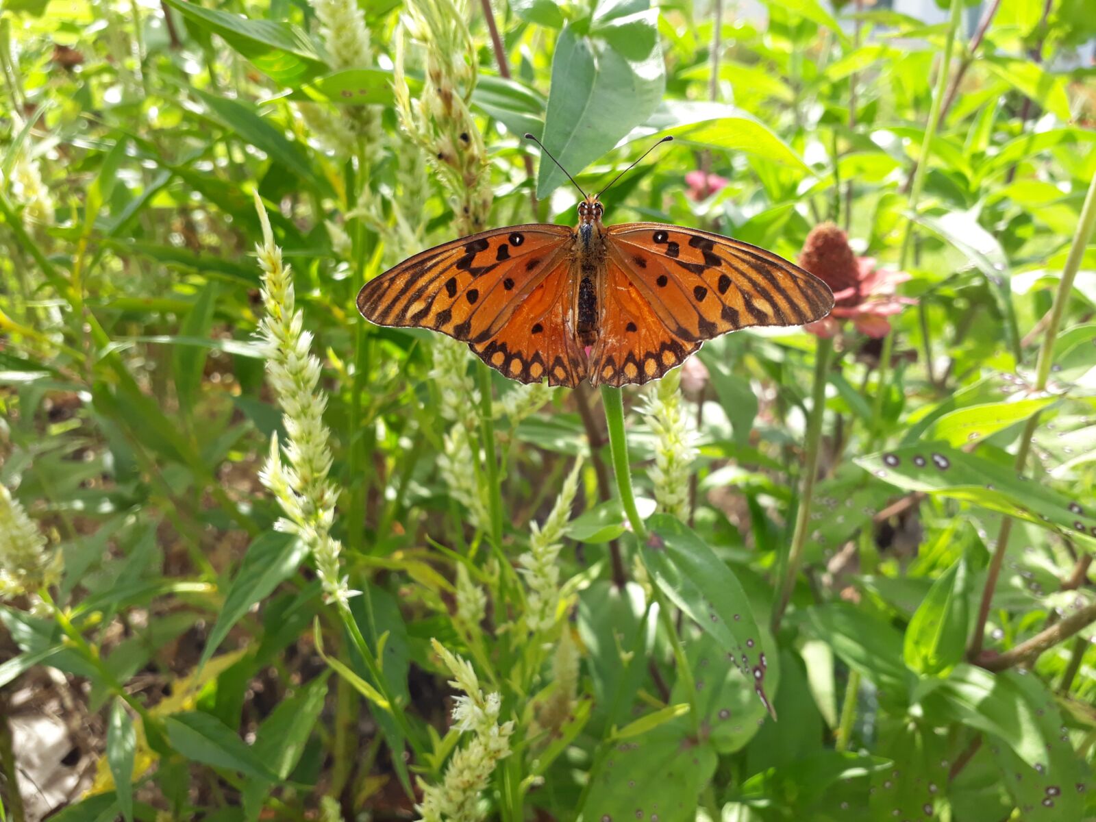 Samsung Galaxy J7 Prime sample photo. Butterfly, garden, green photography
