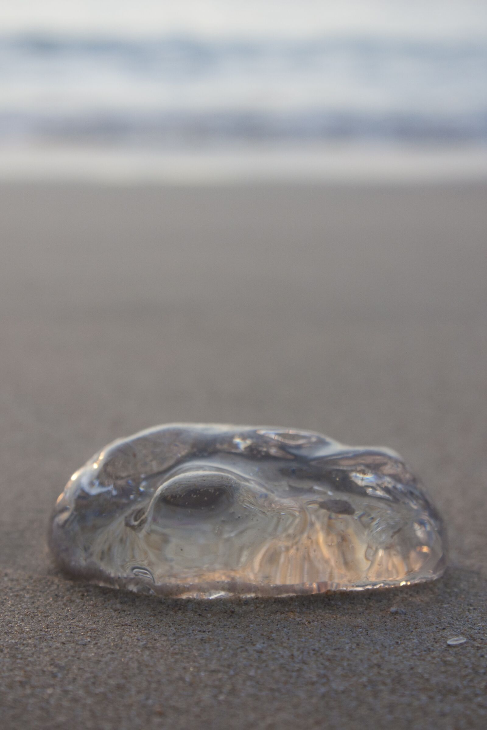 Canon EOS 450D (EOS Rebel XSi / EOS Kiss X2) sample photo. Beach, jellyfish, lima photography