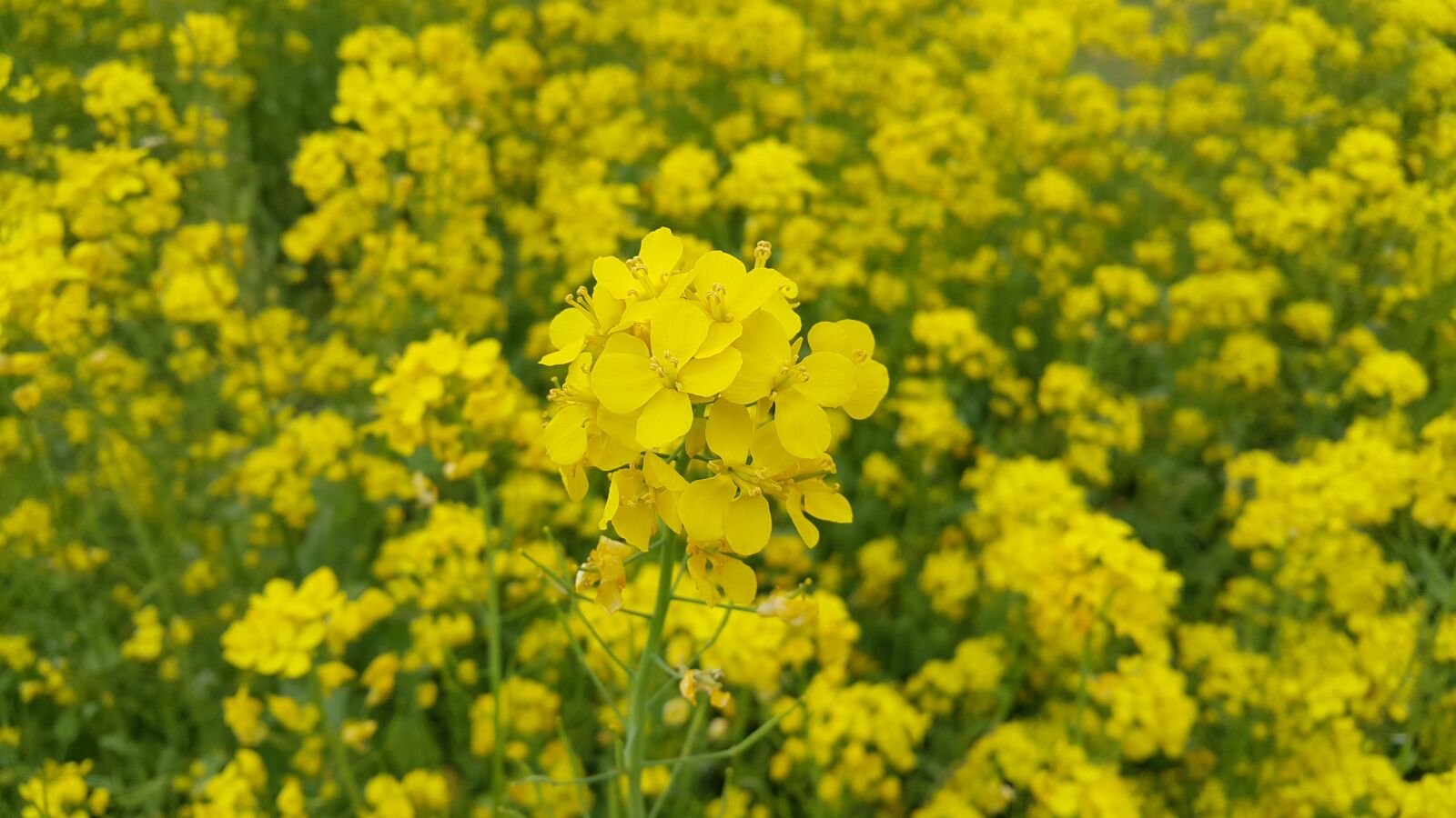 Samsung Galaxy Note4 sample photo. Flowers, rape flowers, nature photography