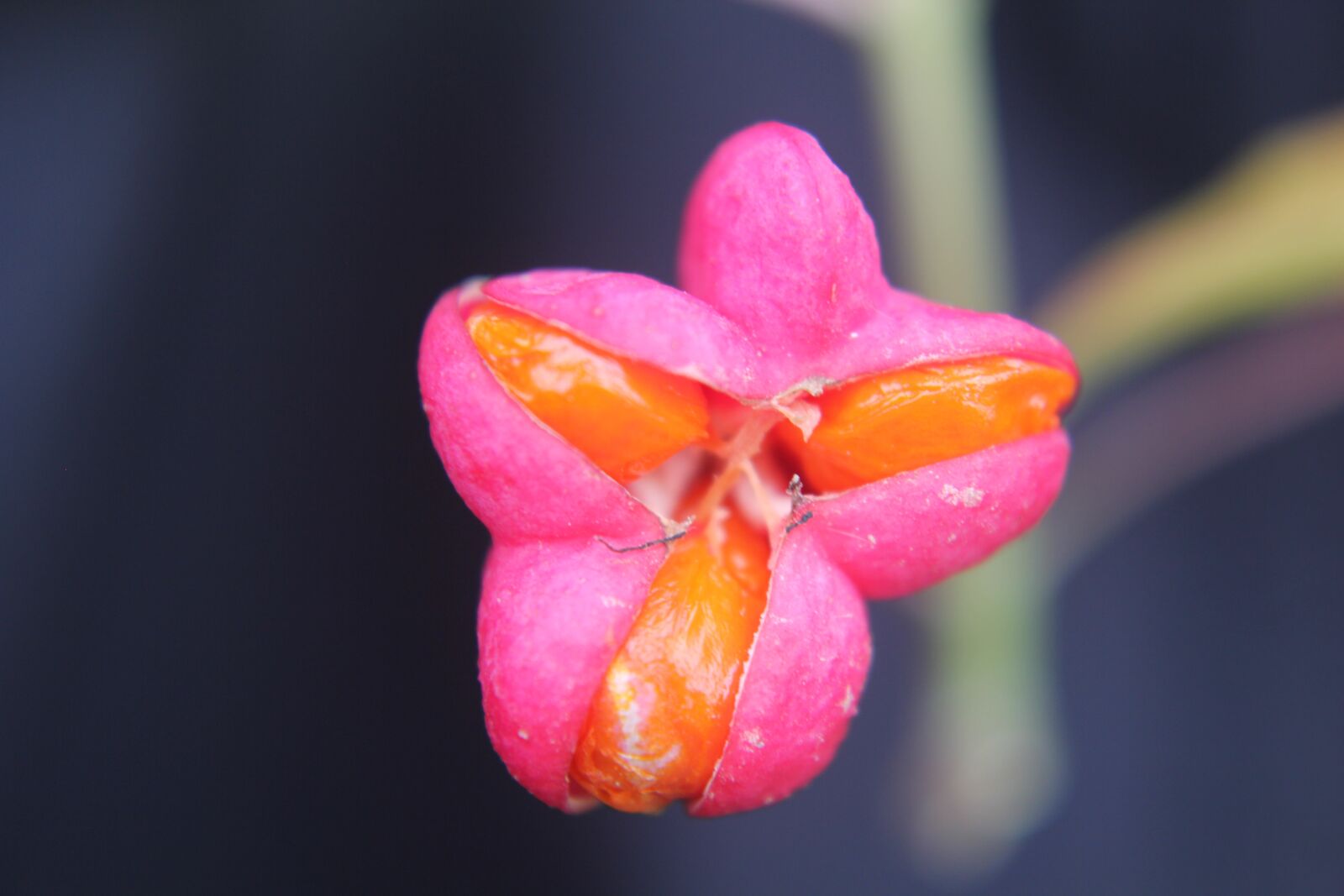 Canon EOS 550D (EOS Rebel T2i / EOS Kiss X4) sample photo. Flower, orange, pink photography