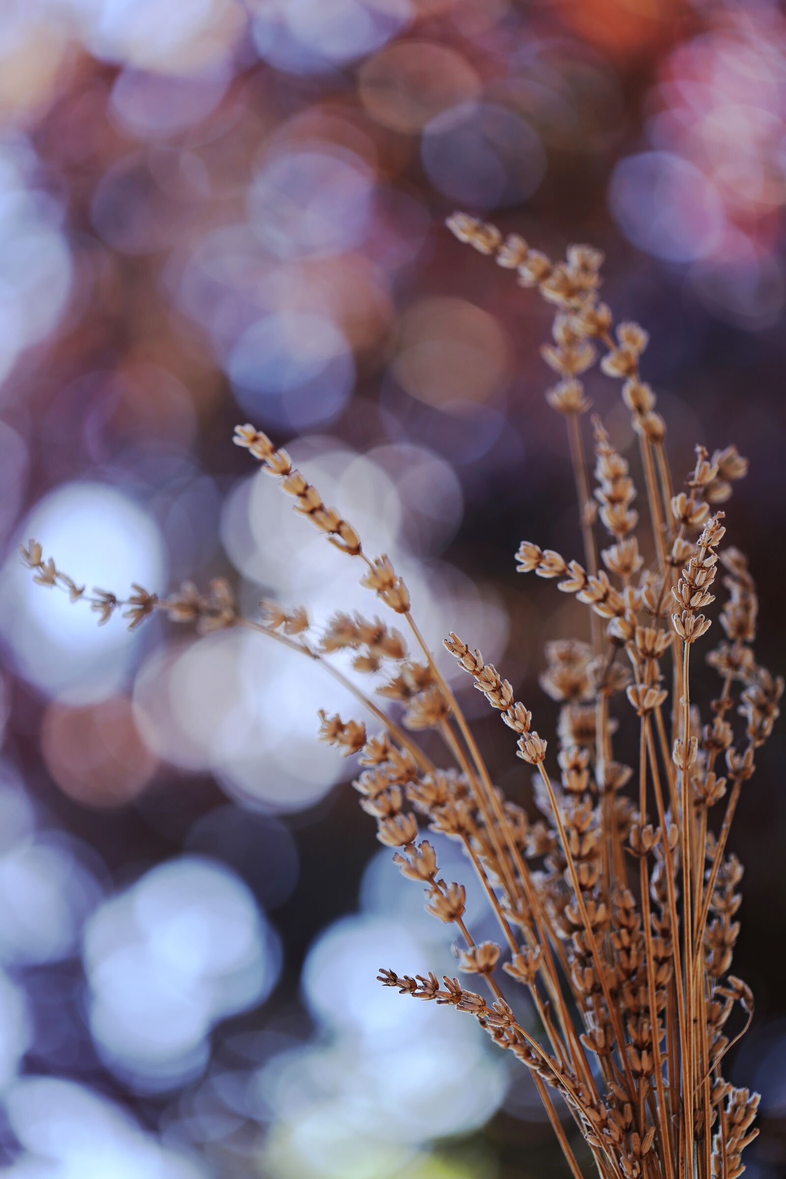 Canon EF 100mm F2.8L Macro IS USM sample photo. Dried flower, bokeh, spot photography