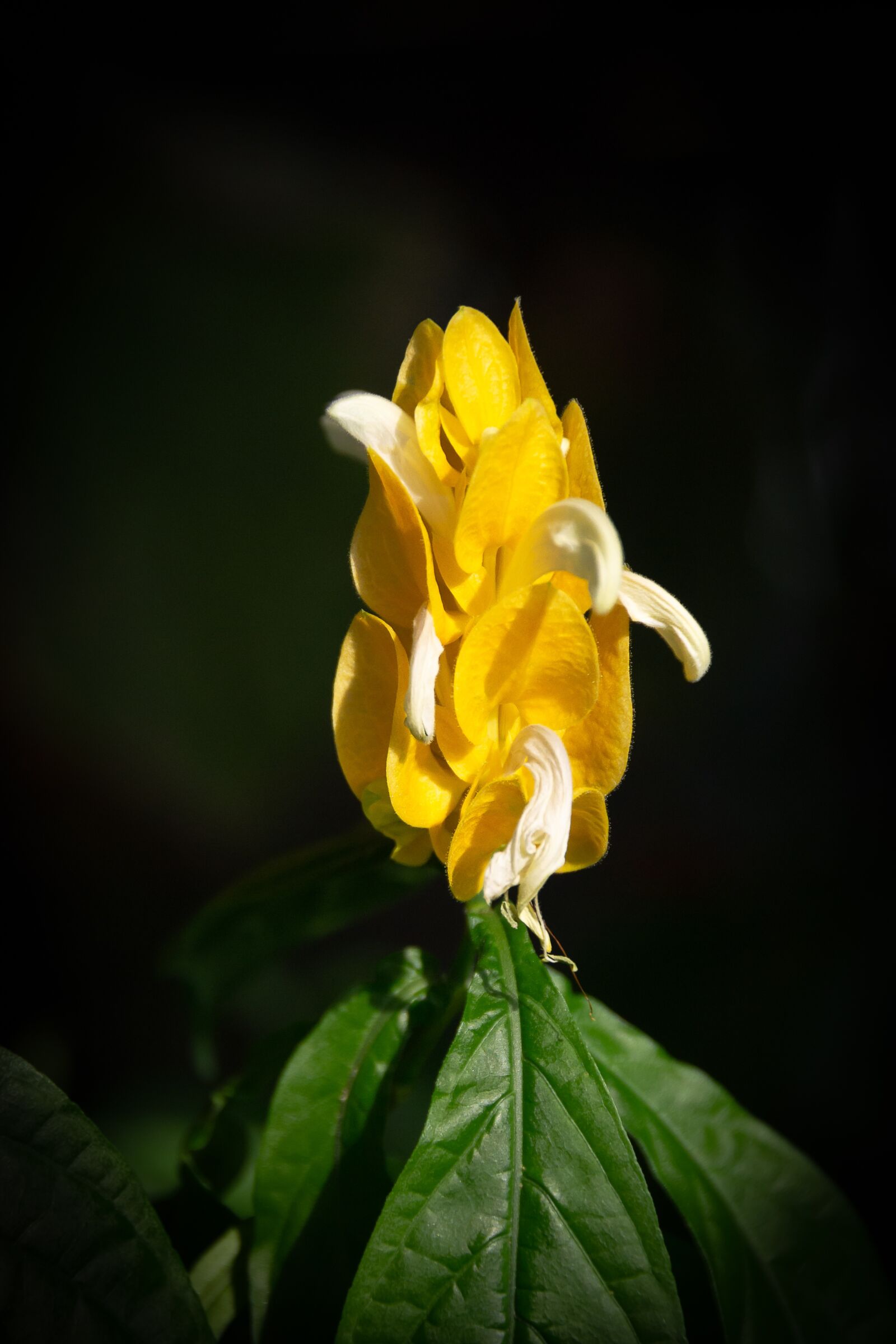 Nikon D3100 sample photo. Yellow flowers, botanical garden photography