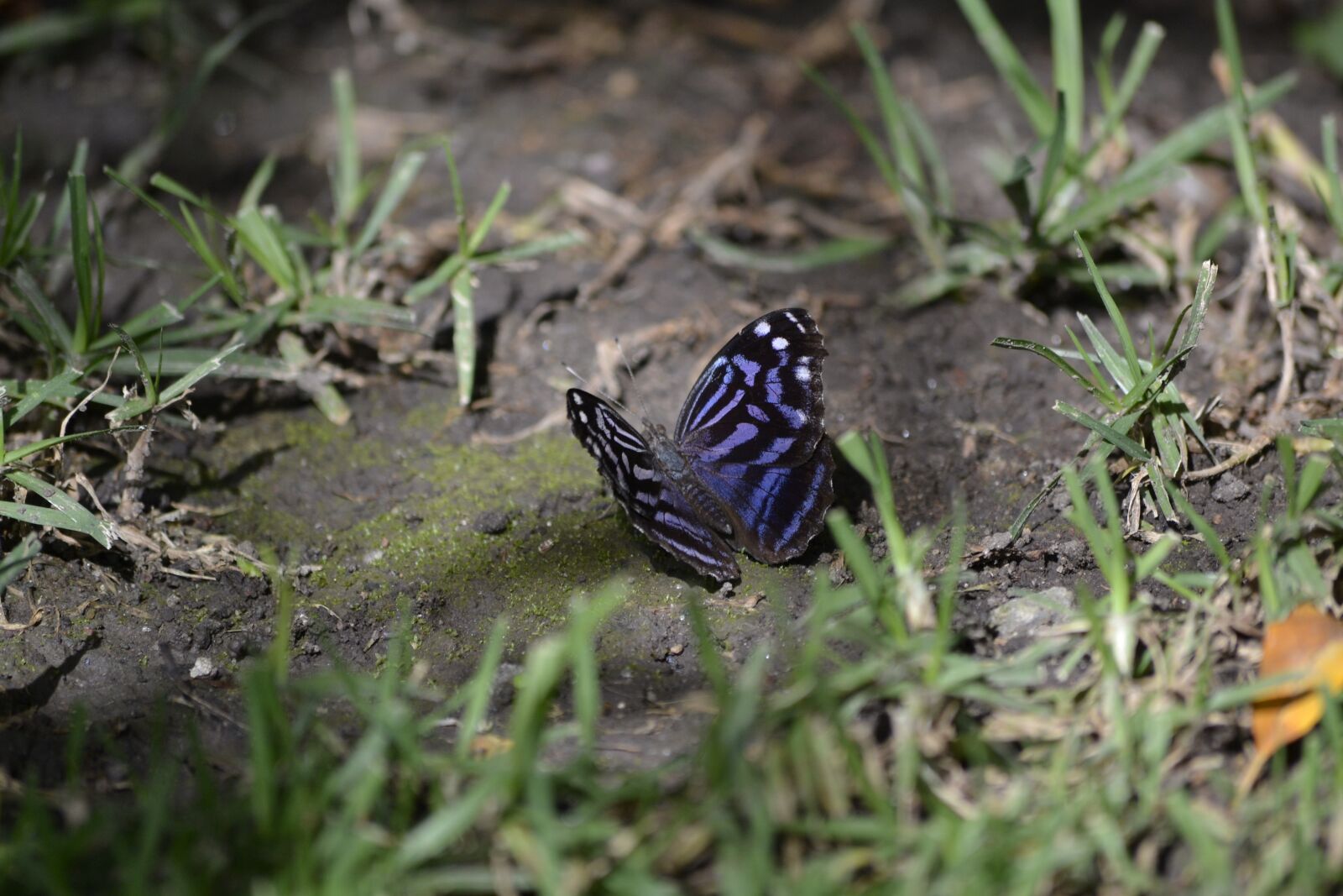 Nikon D3100 sample photo. Butterfly, wings, nature photography