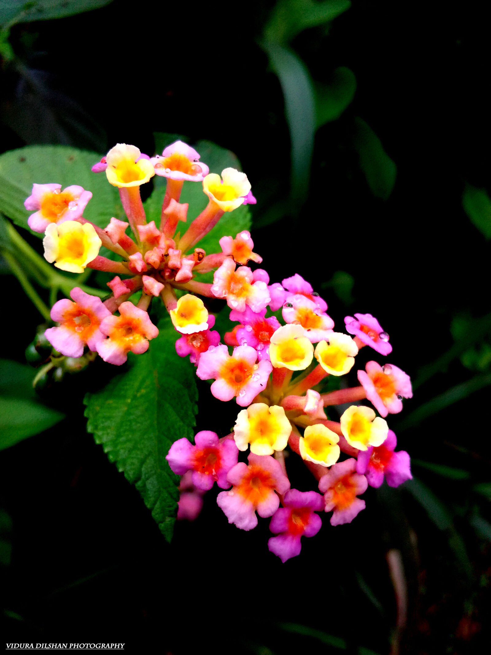 HUAWEI Y541-U02 sample photo. Beautiful, flowers photography