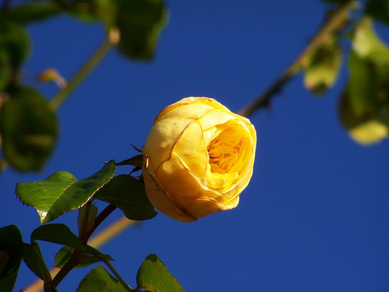 Kodak EASYSHARE ZD710 ZOOM DIGITAL CAMERA sample photo. Rose, yellow roses, blue photography