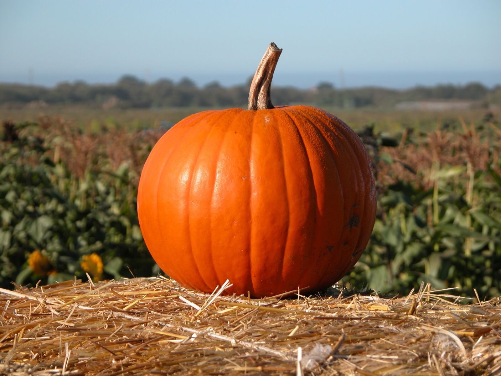 Nikon E5700 sample photo. Pumpkin, halloween, field photography