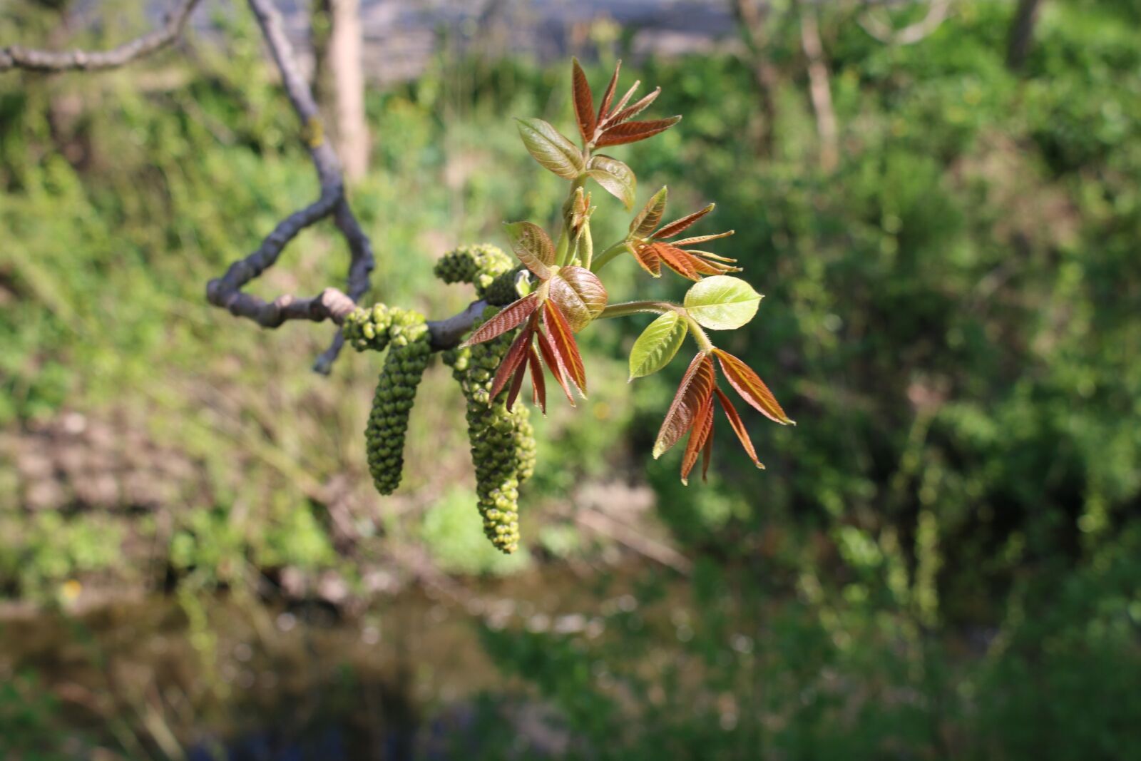 Canon EOS 70D sample photo. Spring, nut, nature photography