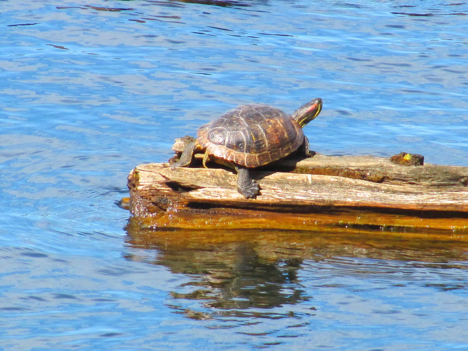 Canon PowerShot SX200 IS sample photo. Turtle, reptile, peace, wood photography