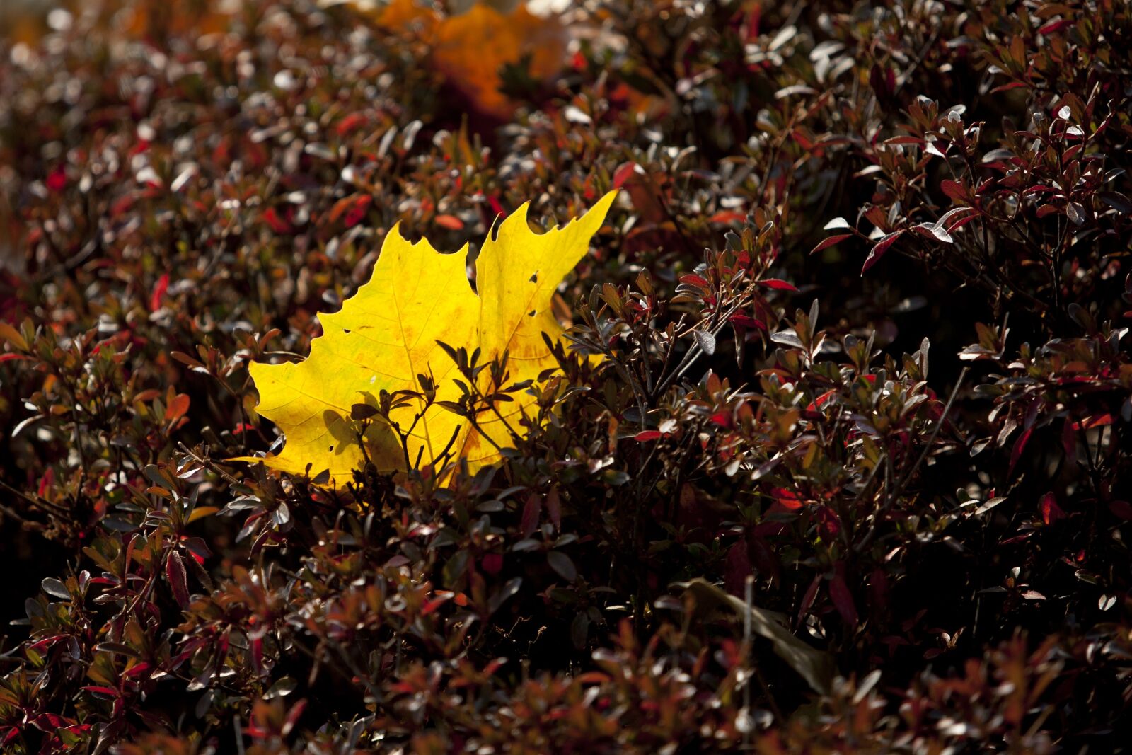 Canon EOS 5D sample photo. Autumn, autumn leaves, maple photography