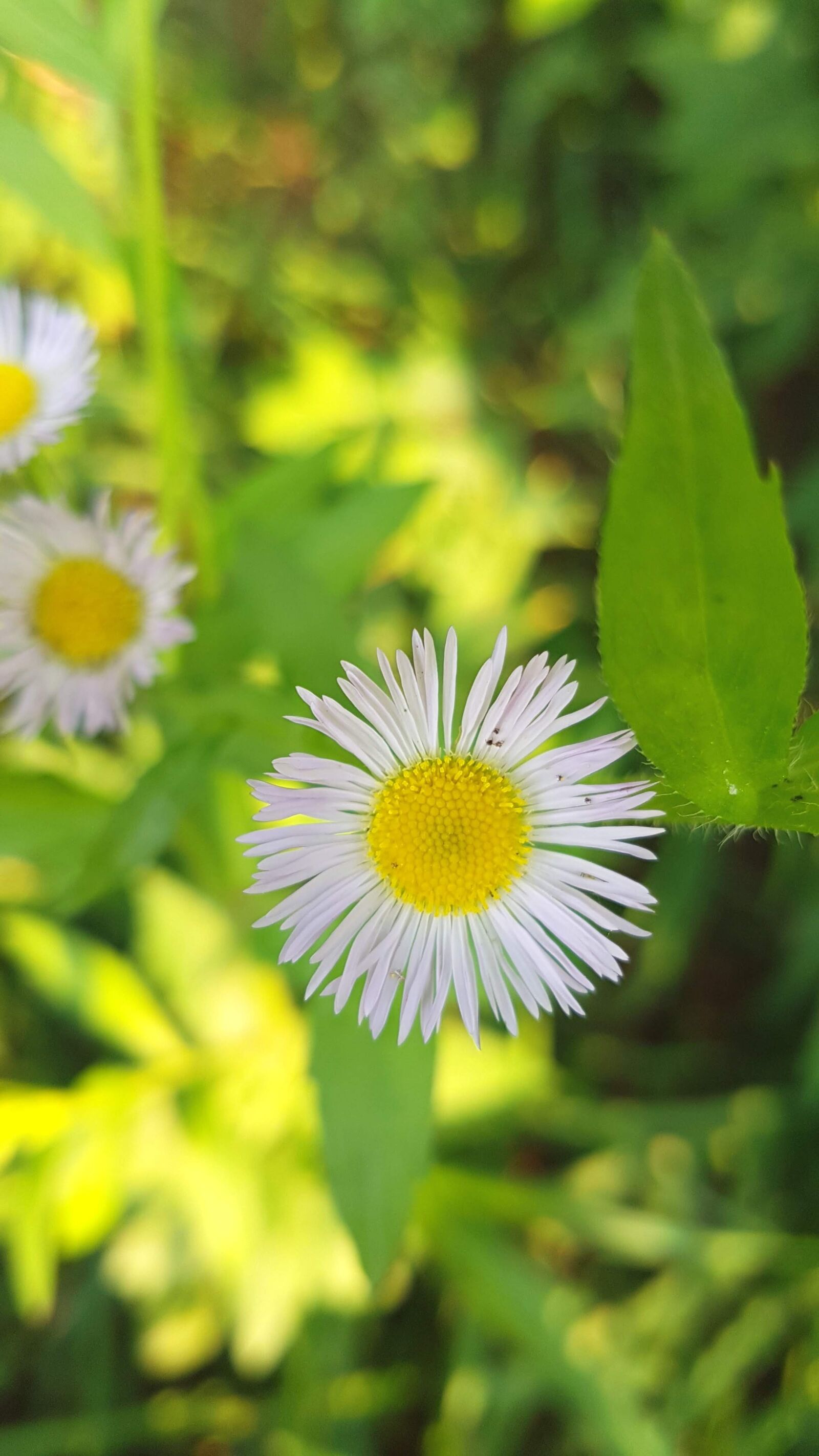 Samsung Galaxy S7 Edge sample photo. Daisy, dicotyledon, chrysanthemum photography
